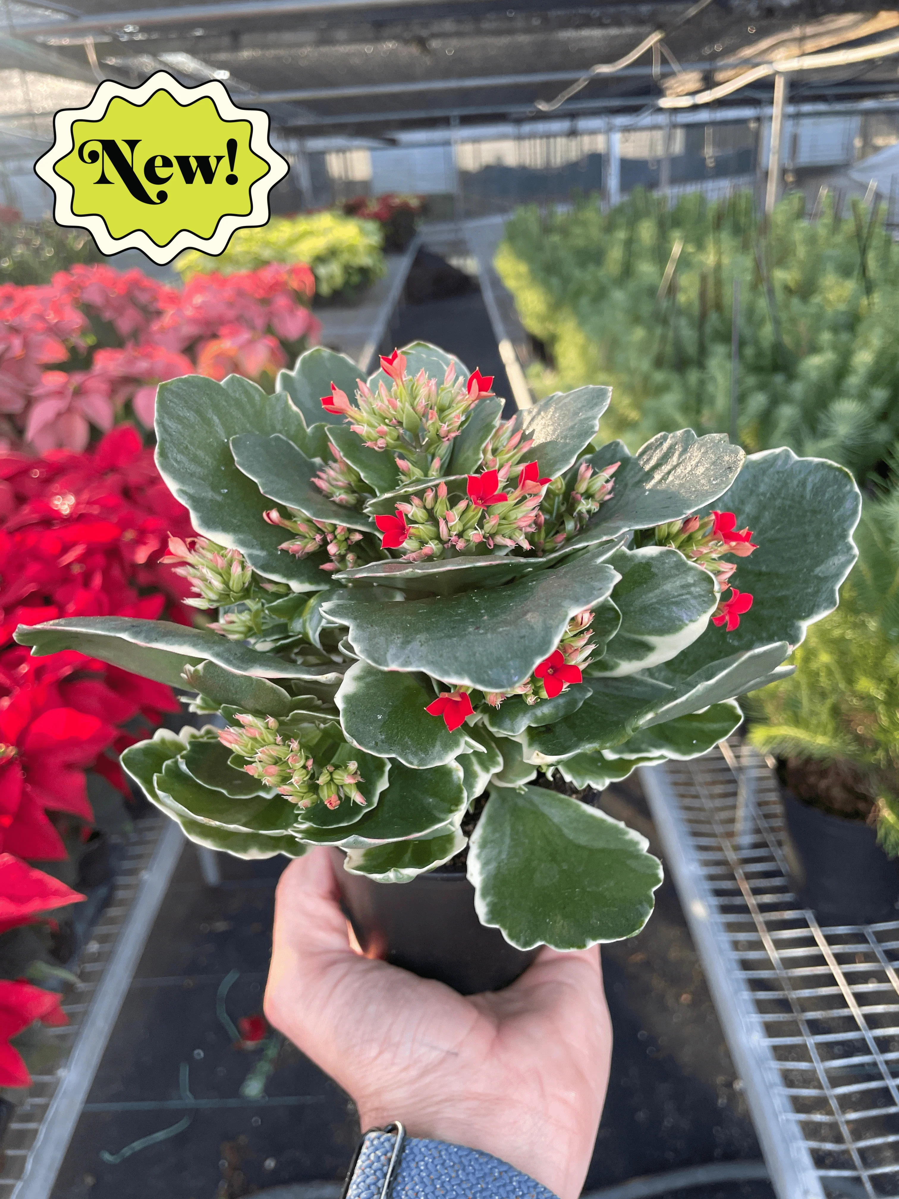 Kalanchoe - Image 4