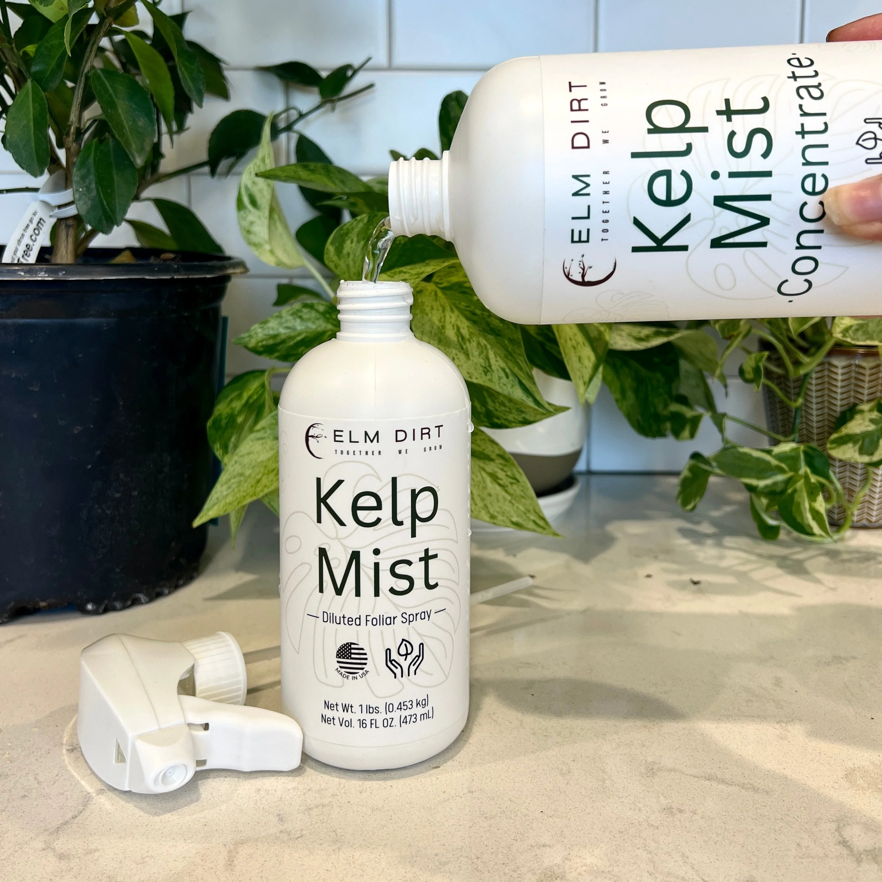 Kelp Mist by Elm Dirt - Image 4
