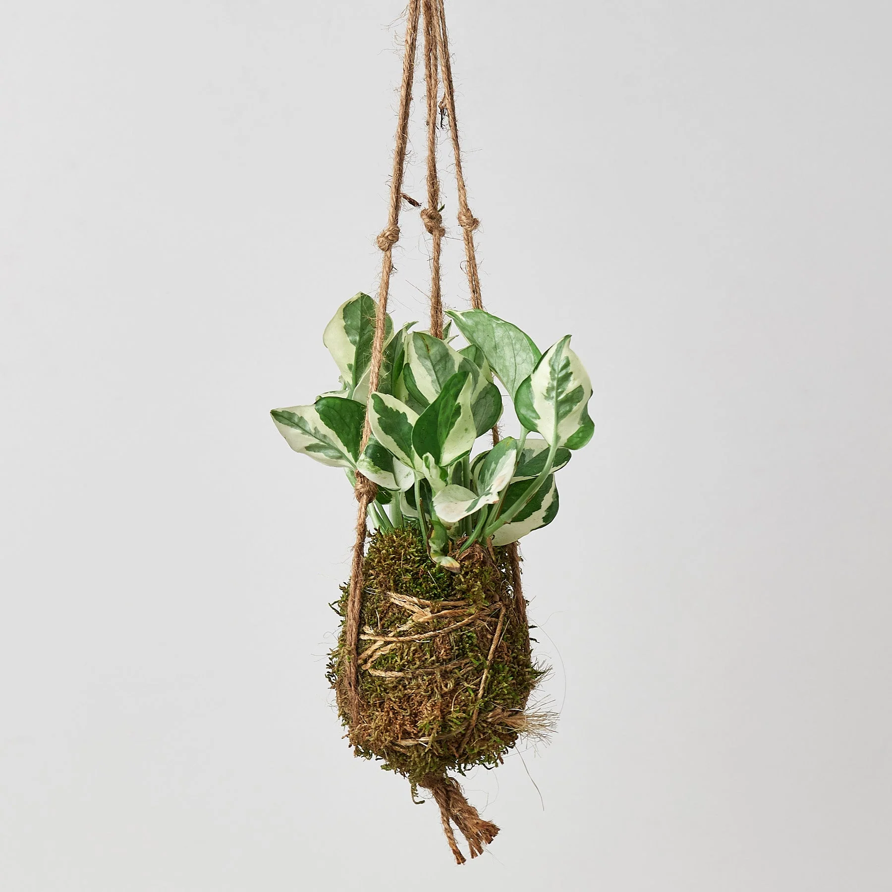 Kokedama Moss Ball Hanging Plant - Image 5