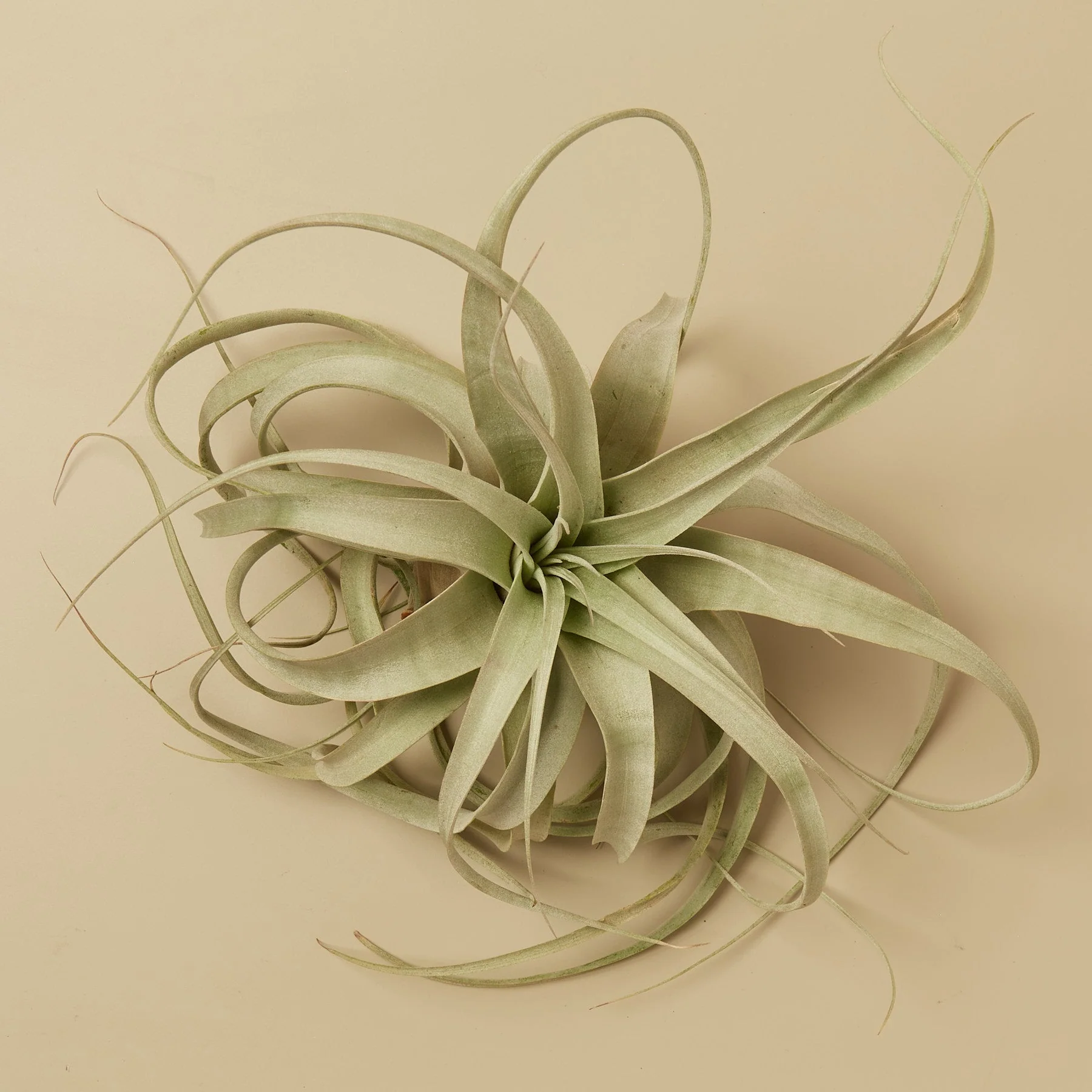 Large Air Plant Bundle - Image 2