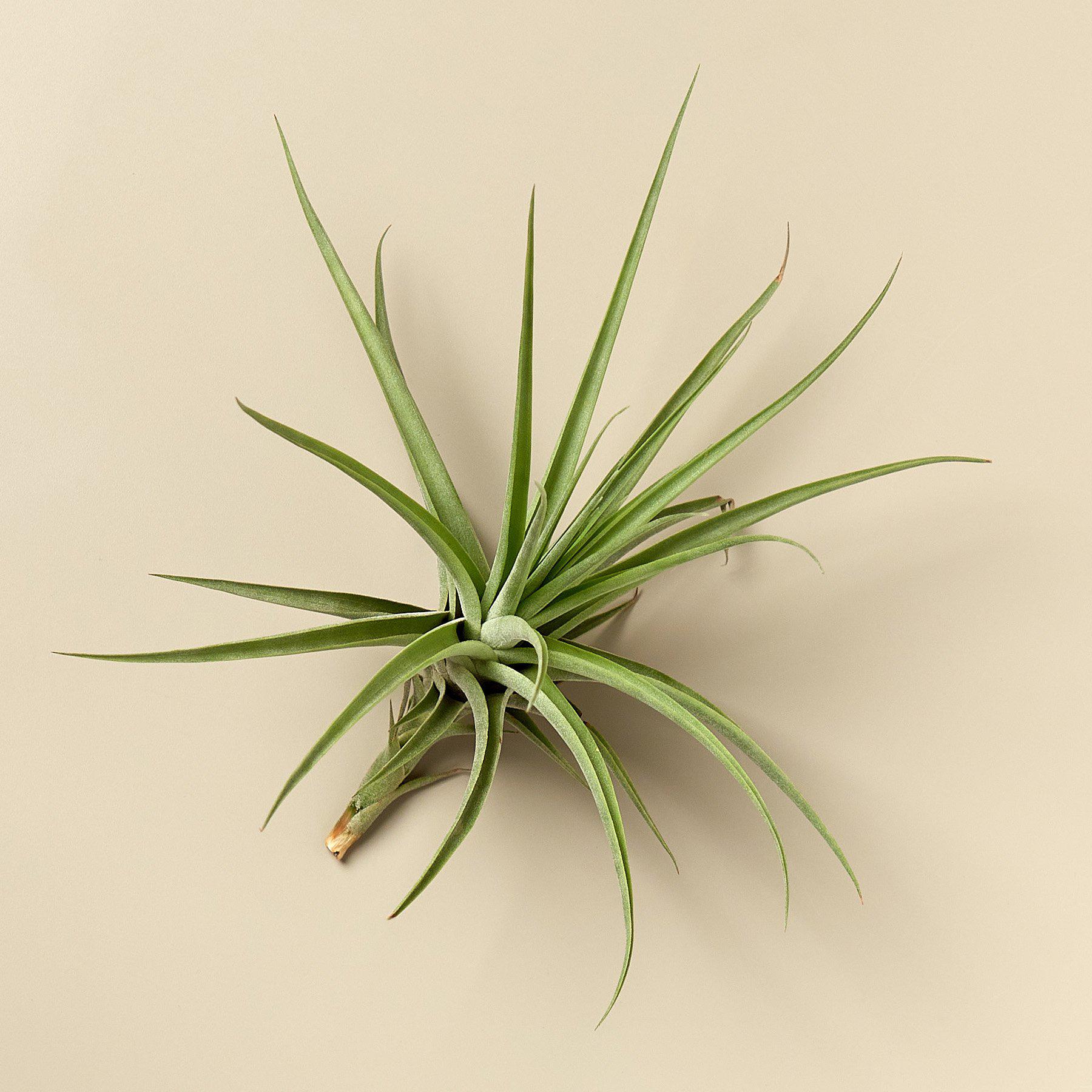 Large Air Plant Bundle - Image 4
