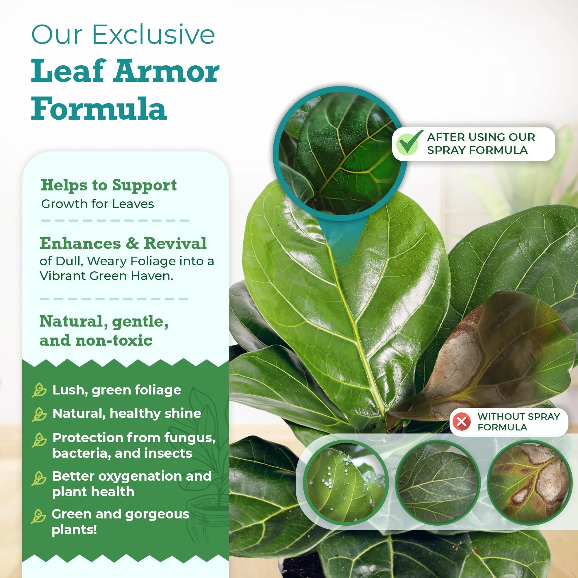 Leaf Armor by Houseplant Resource Center | Natural Indoor Plant Leaf Protectant and Shine Spray for Fiddle Leaf Fig, Ficus Audrey, Monstera and Other Houseplants (8 Fluid Ounces) by Houseplant Resource Center - Image 3