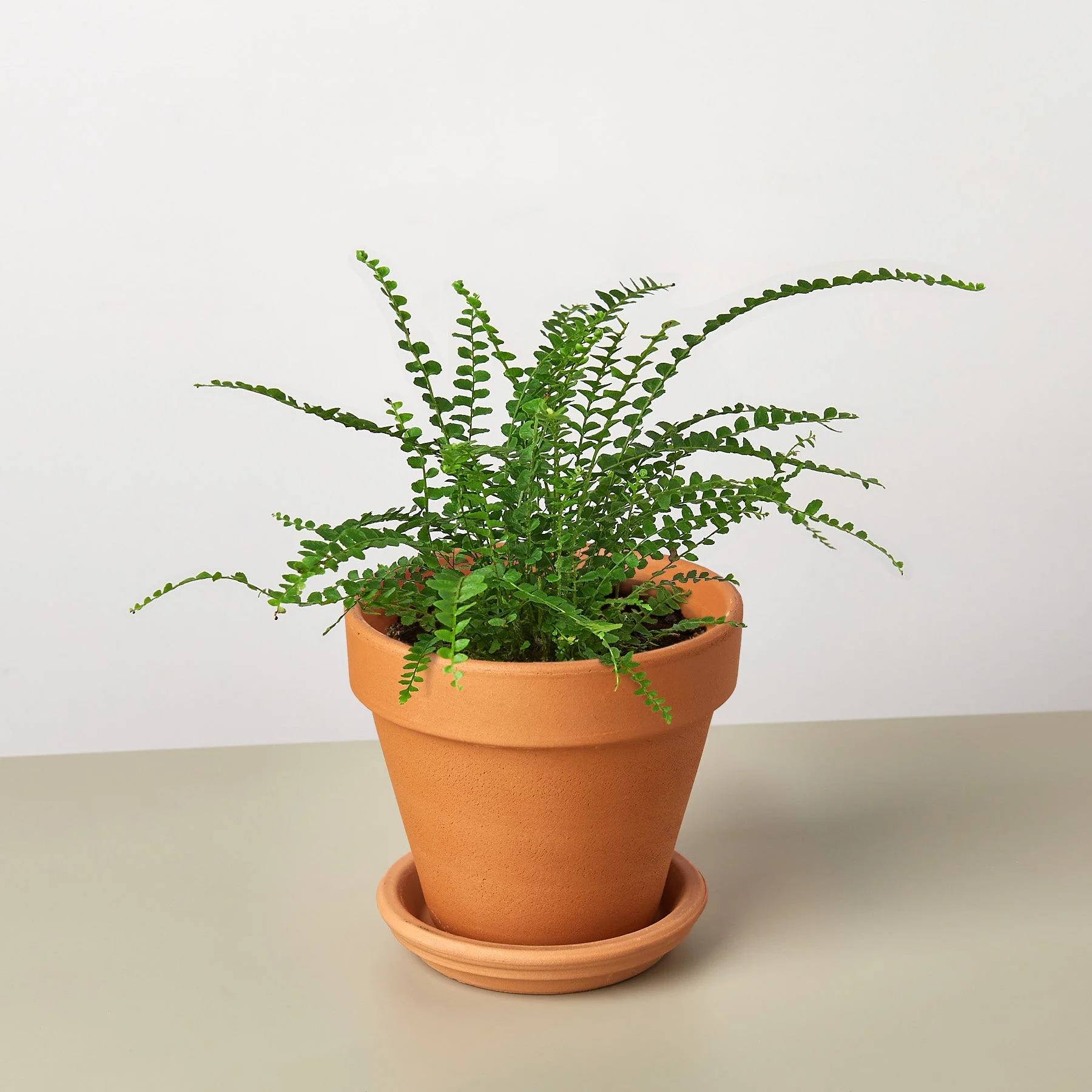 Lemon Button Fern - Image 7