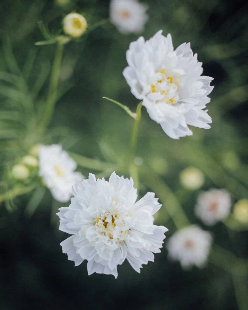 Libra Seed Bundle - Image 4