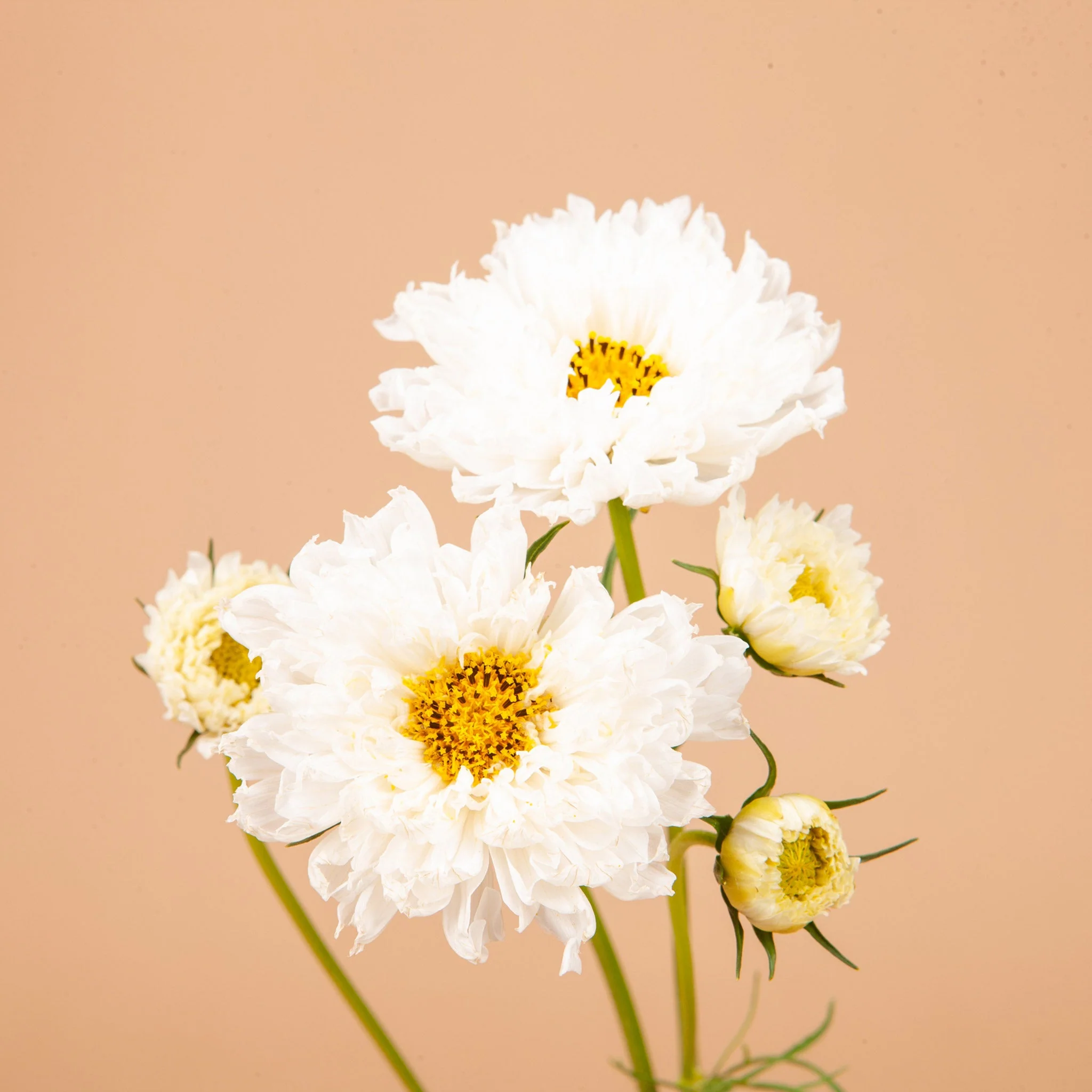 Libra Seed Bundle - Image 7