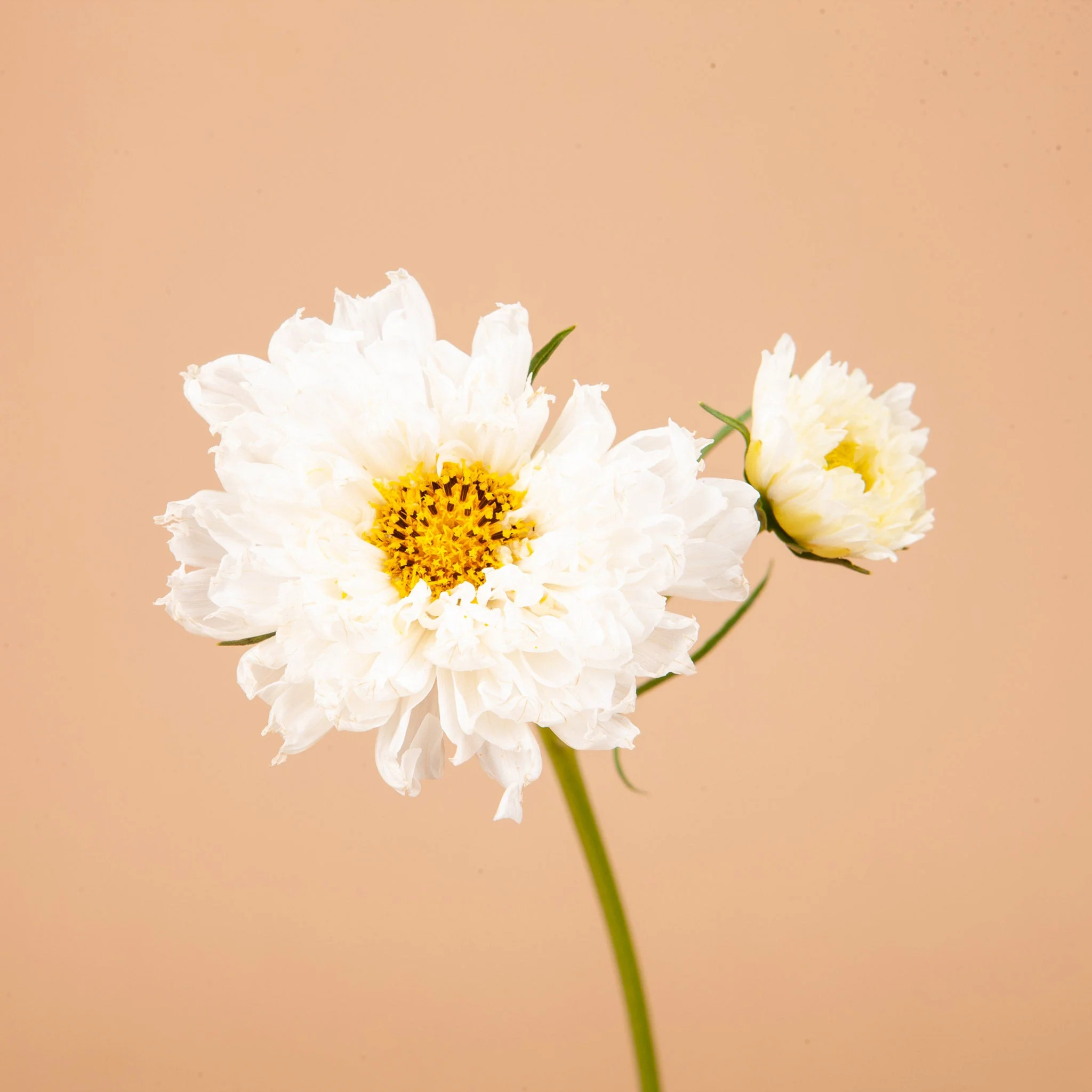 Libra Seed Bundle - Image 8