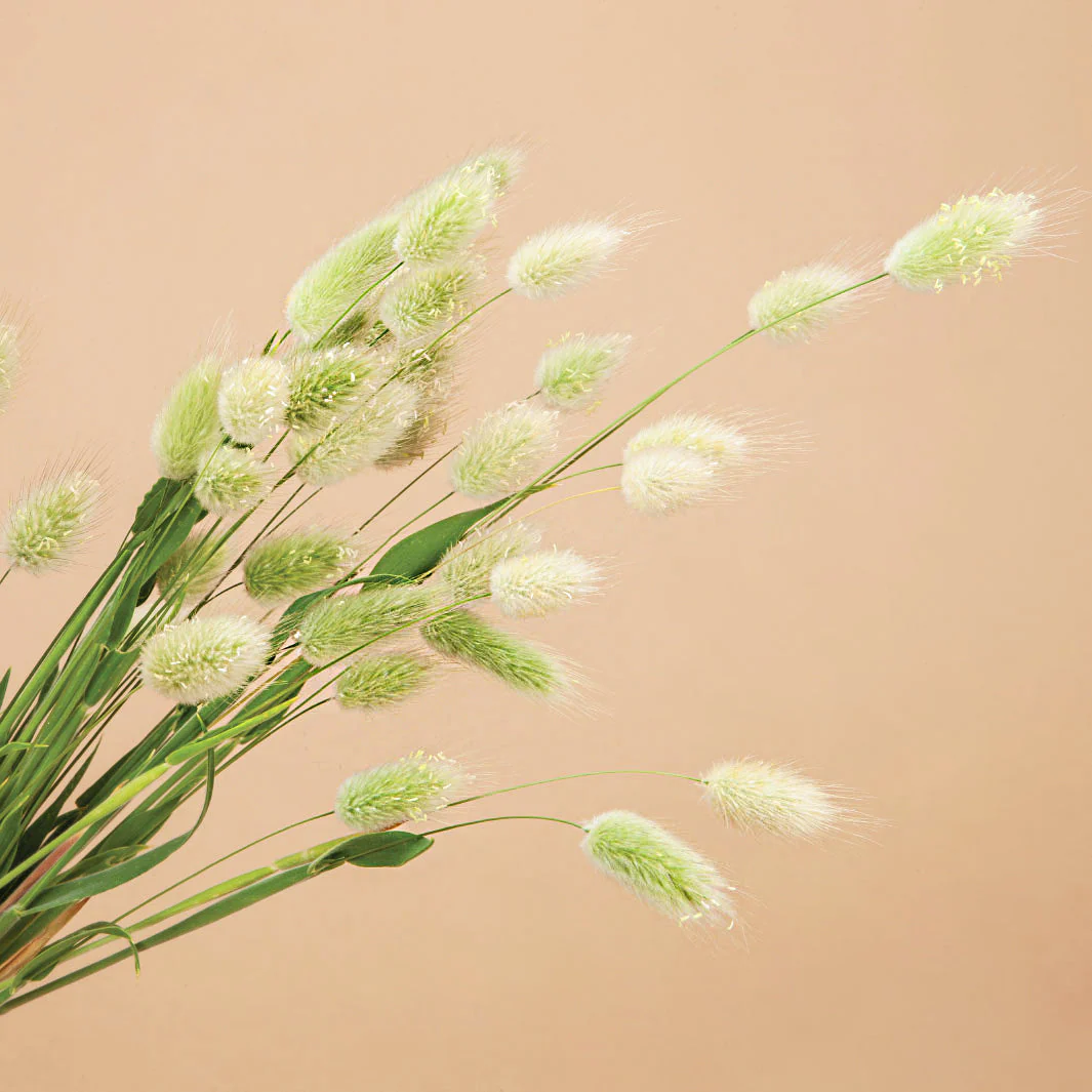 Libra Seed Bundle - Image 9