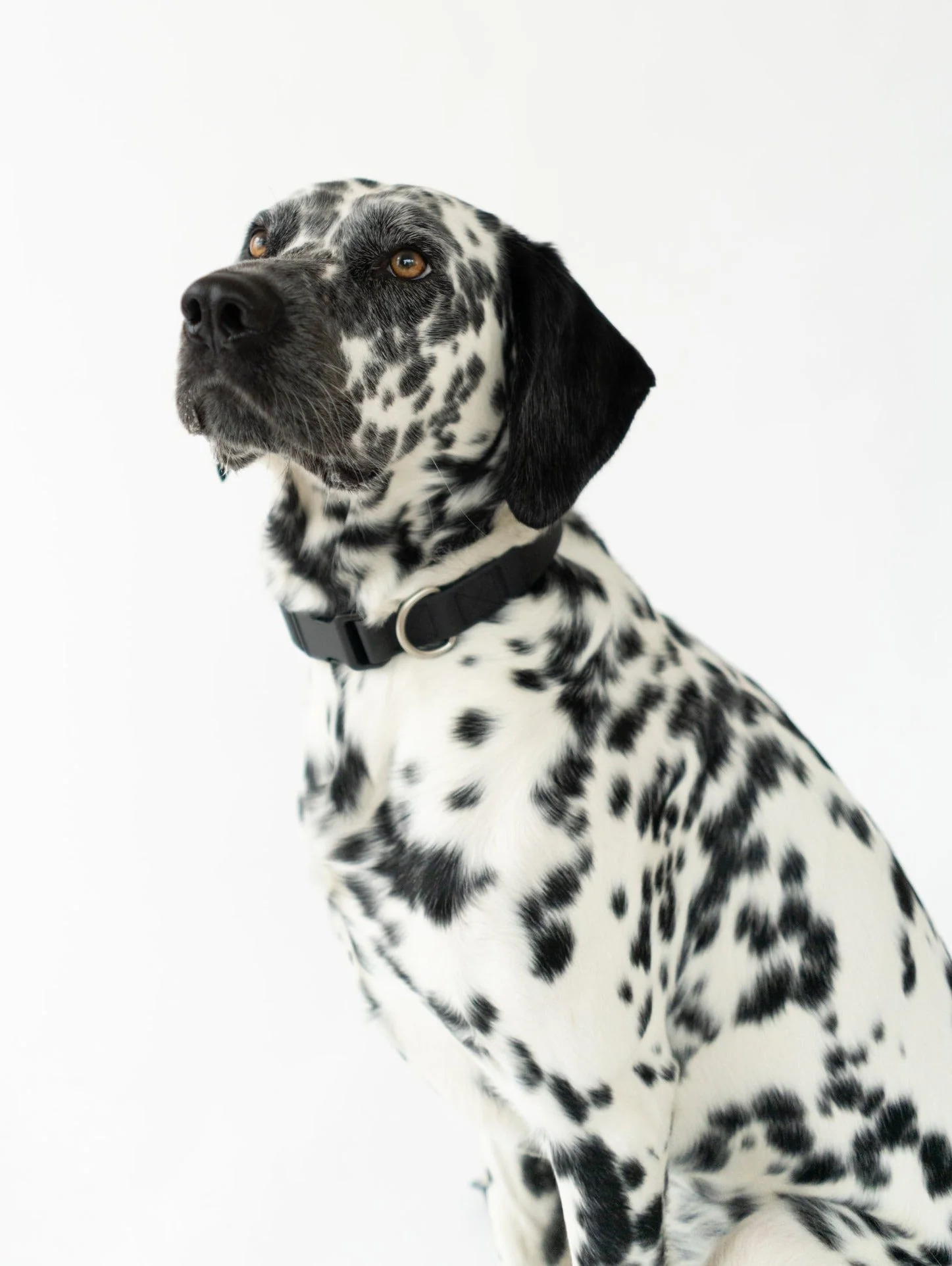 Medium Dog Collar - Image 12