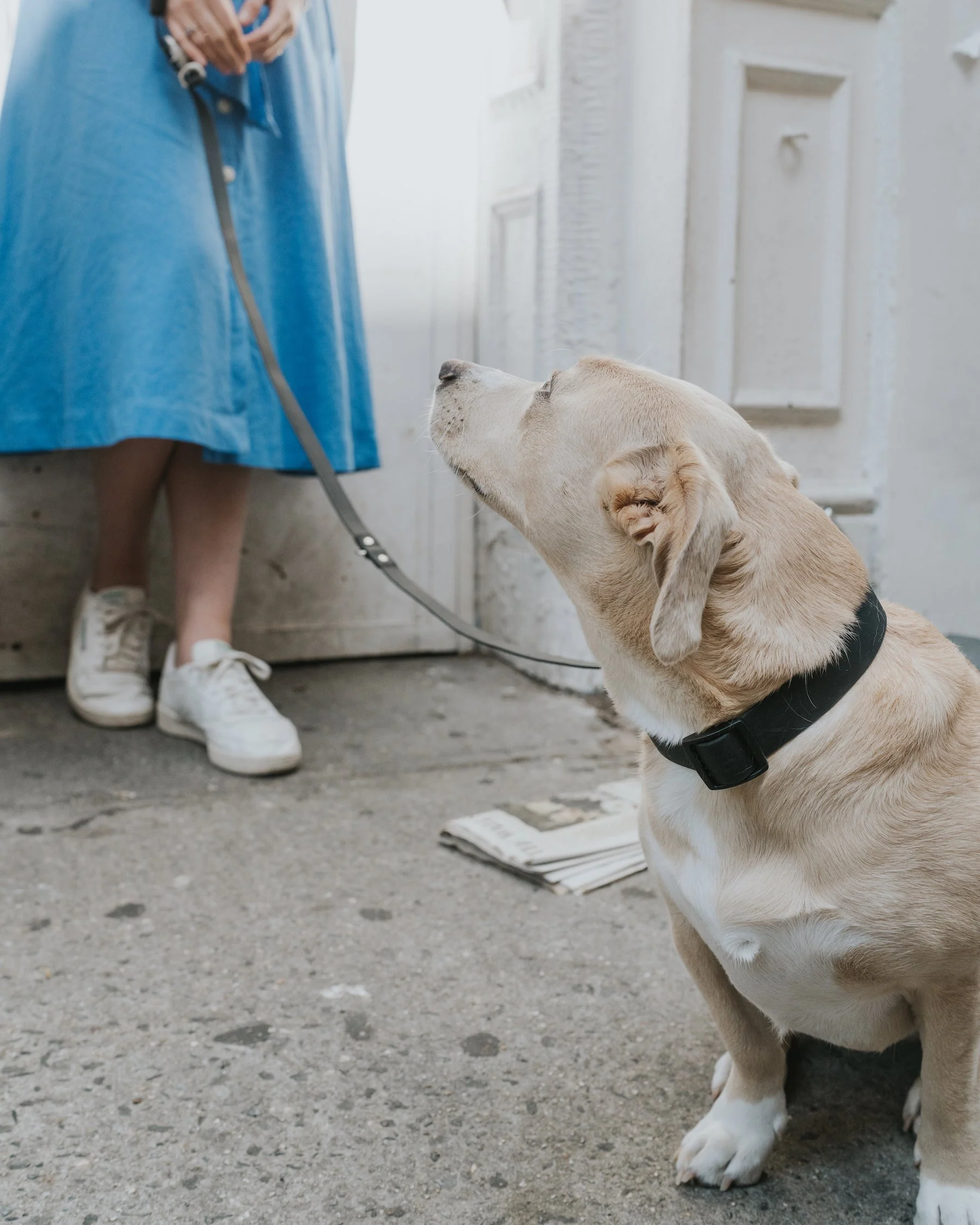 Medium Dog Collar - Image 13
