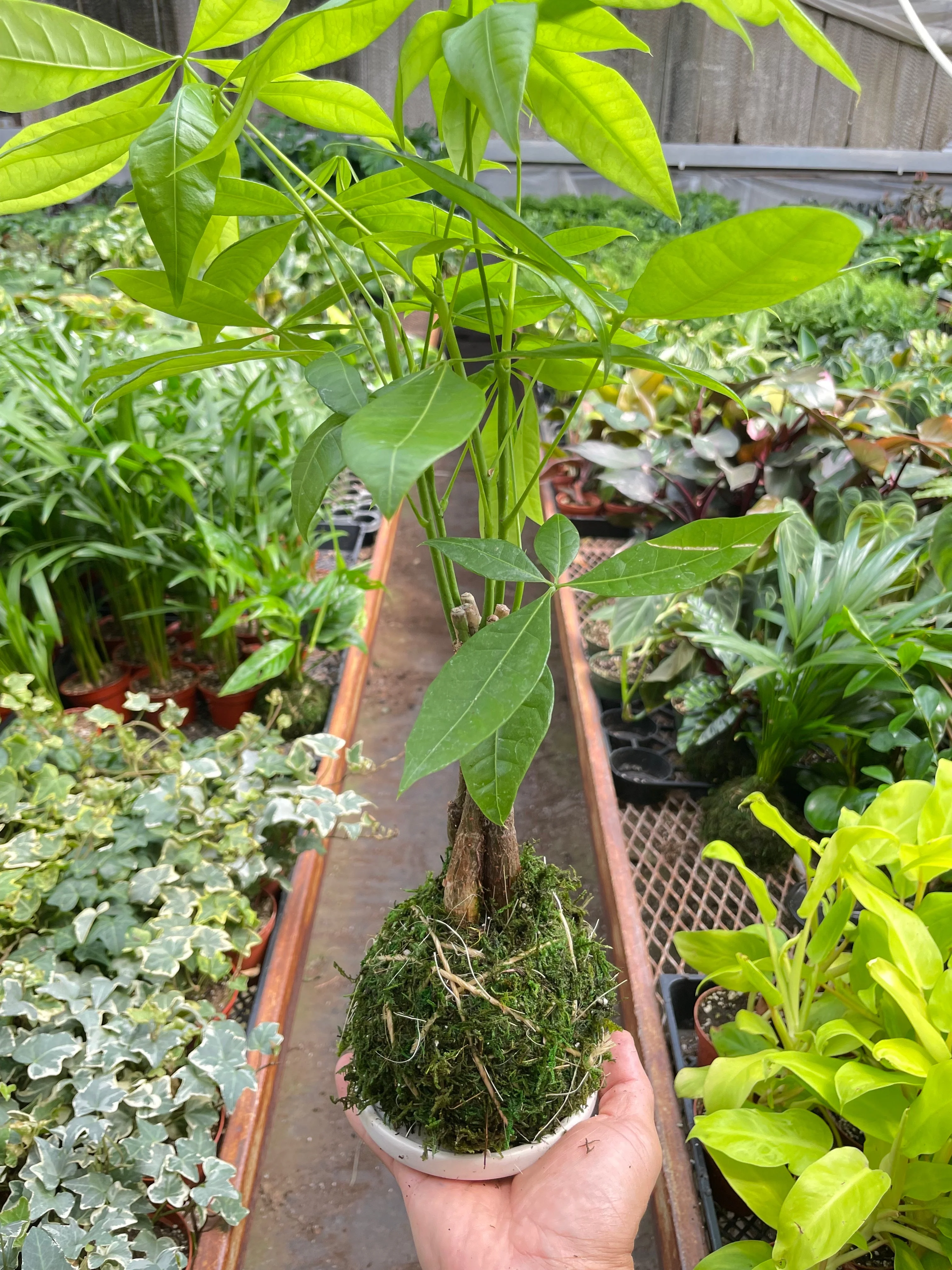 Money Tree 'Guiana Chestnut' Pachira Braid Kokedama - Image 3