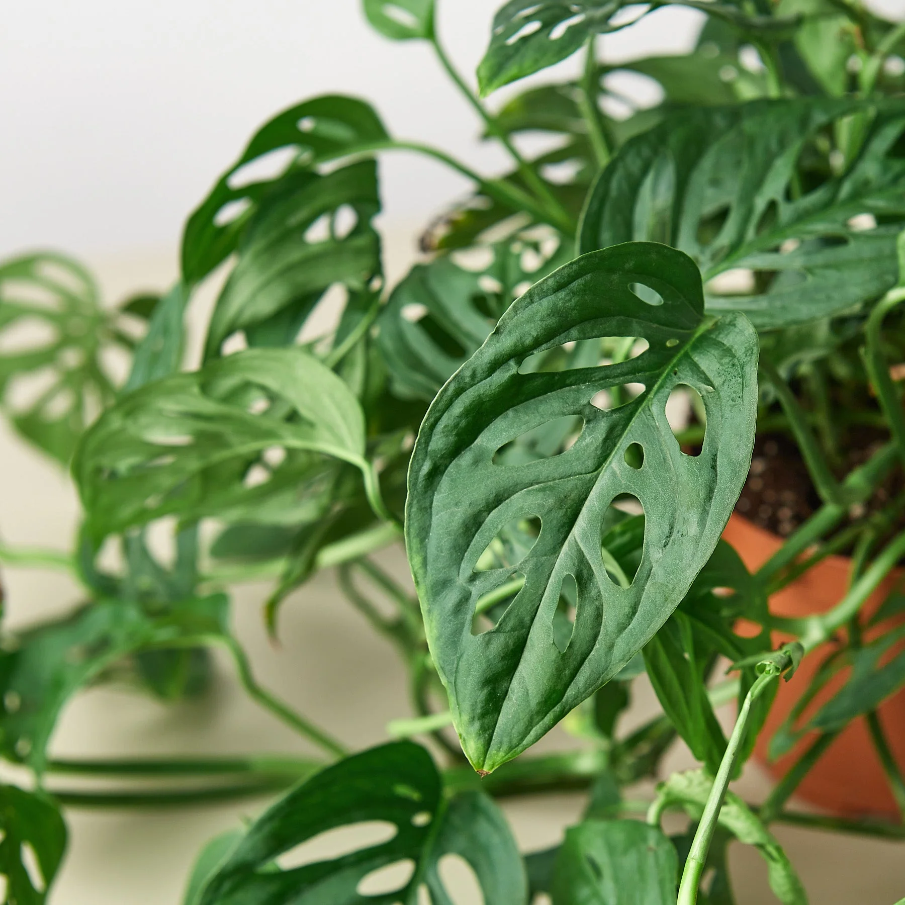 Monstera Adansonii 'Swiss Cheese' - Image 2