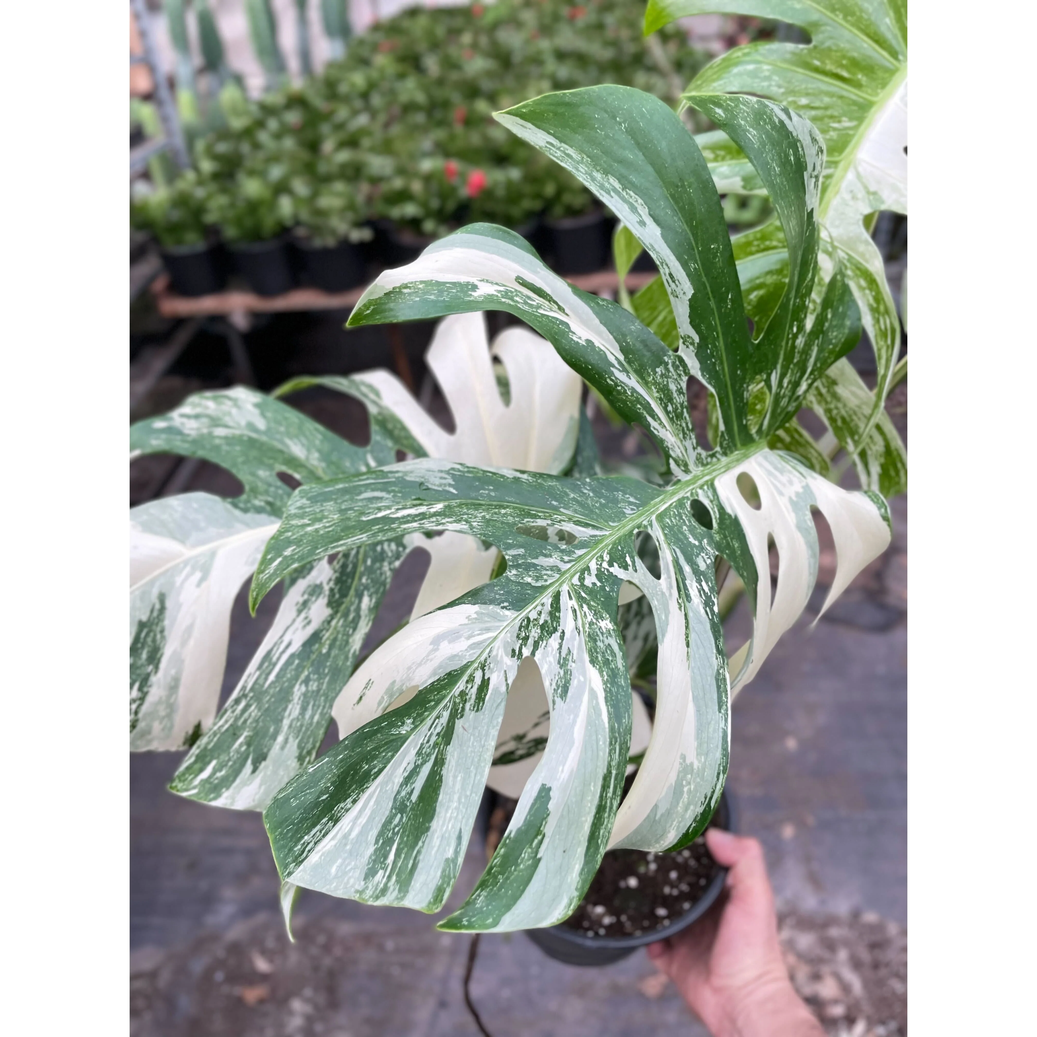 Monstera 'Albo Borsigiana Variegated' - Image 3
