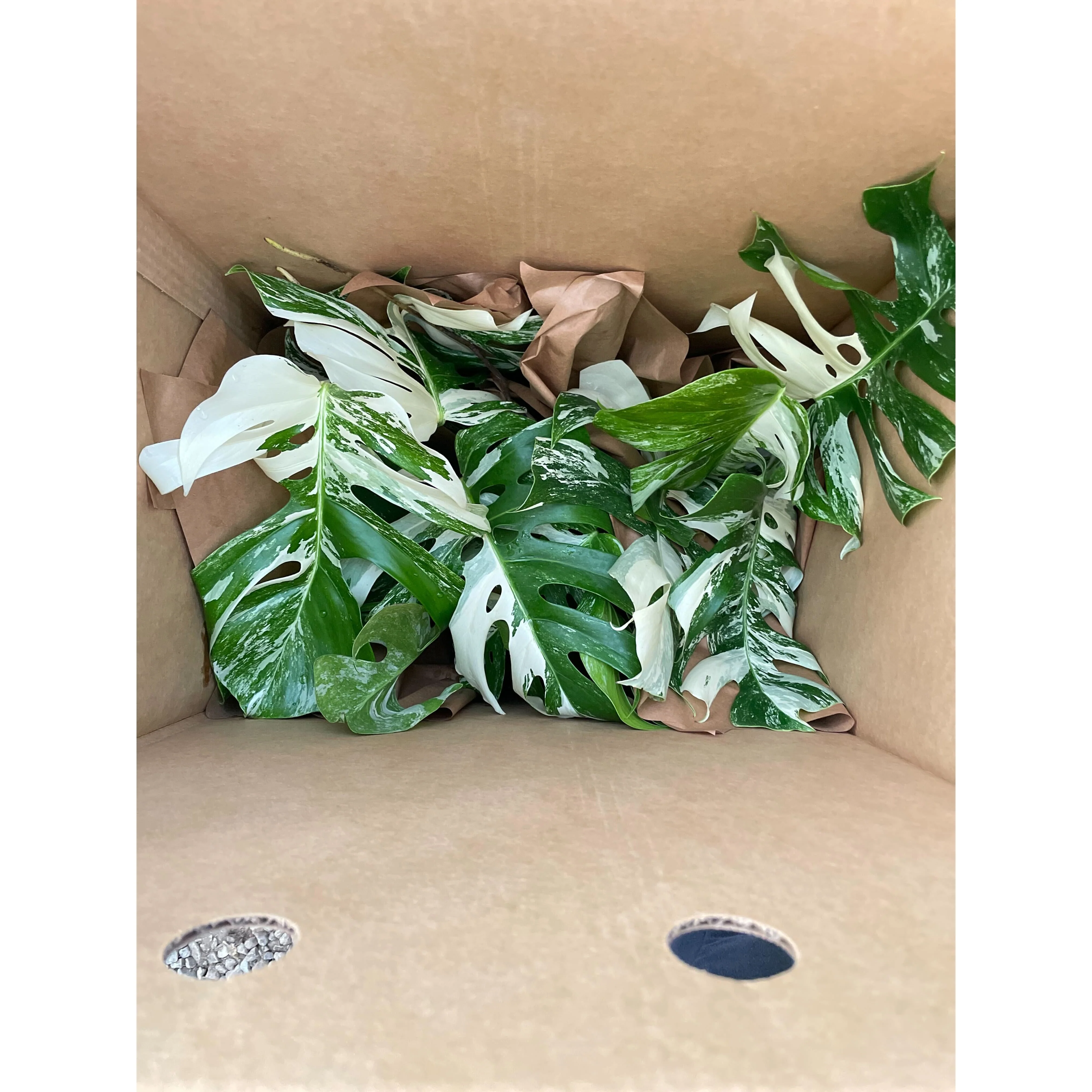 Monstera 'Albo Borsigiana Variegated' - Image 6