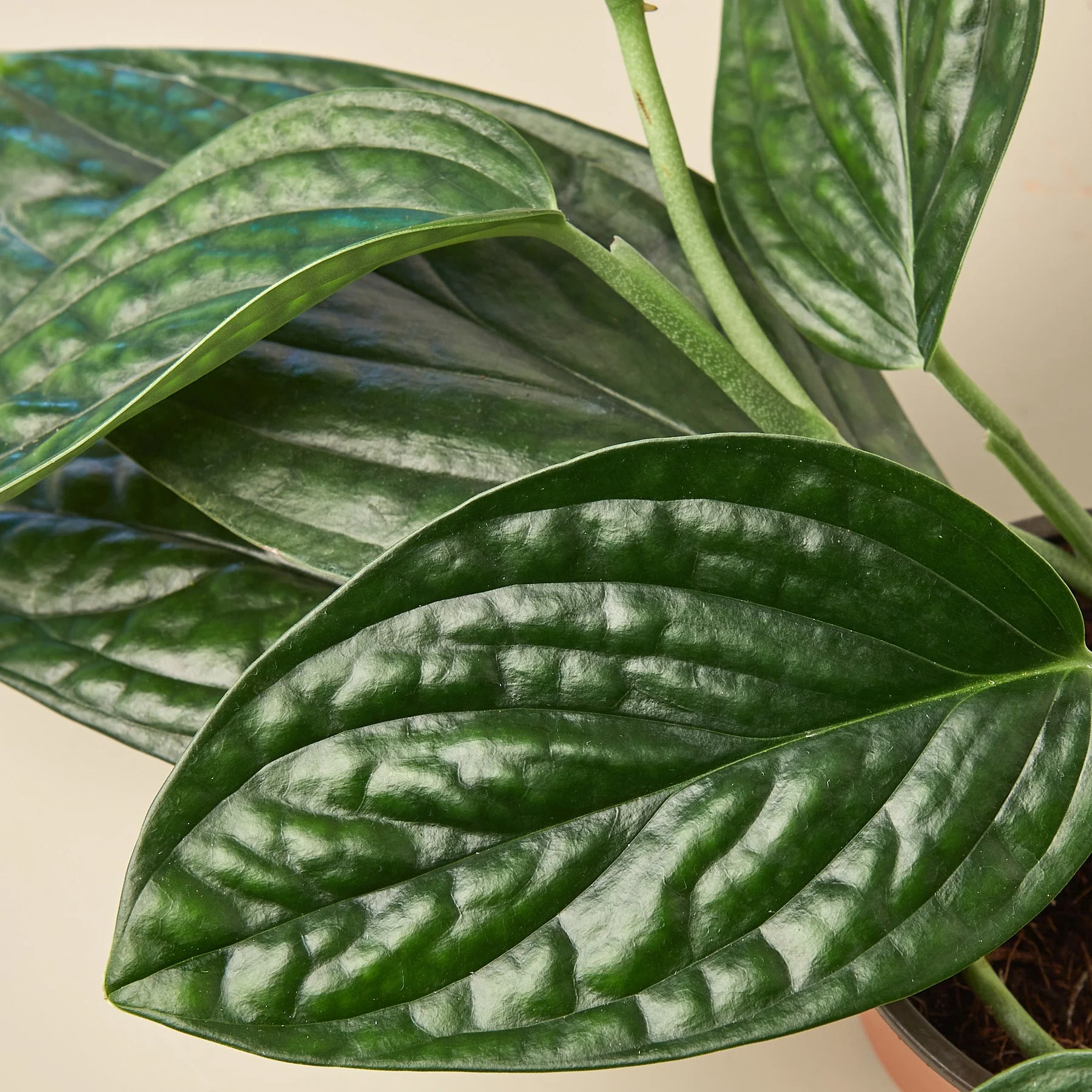 Monstera 'Peru' - Image 2