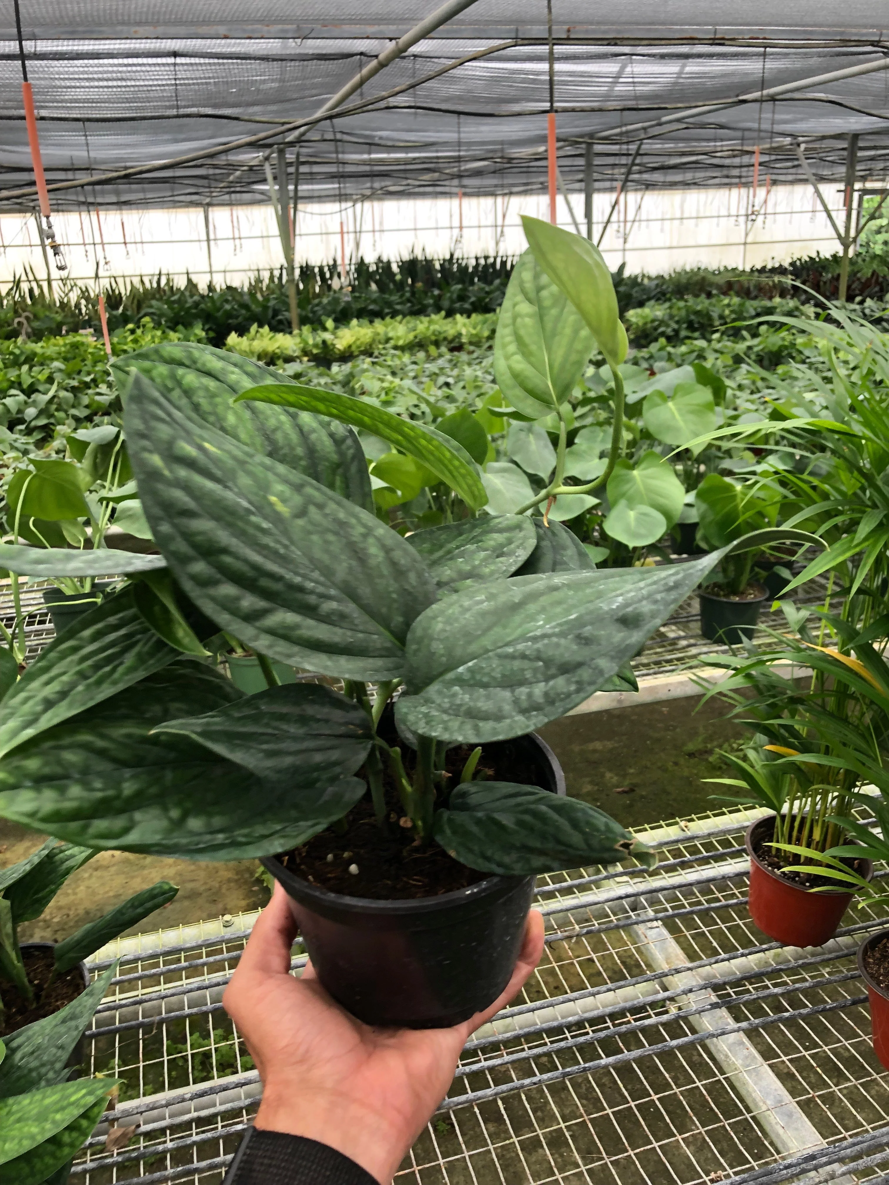 Monstera 'Peru' - Image 3