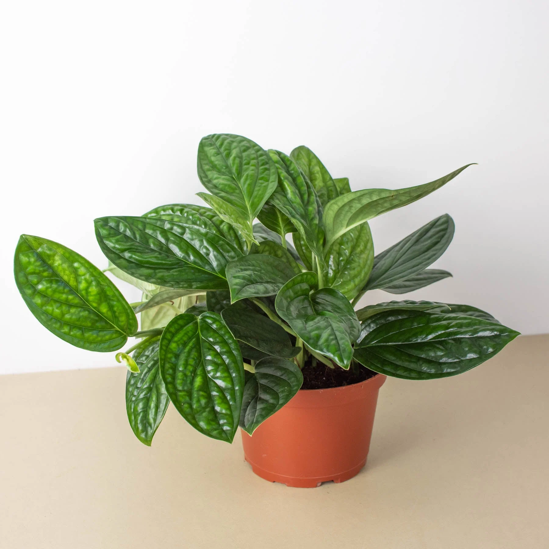Monstera 'Peru' - Image 4