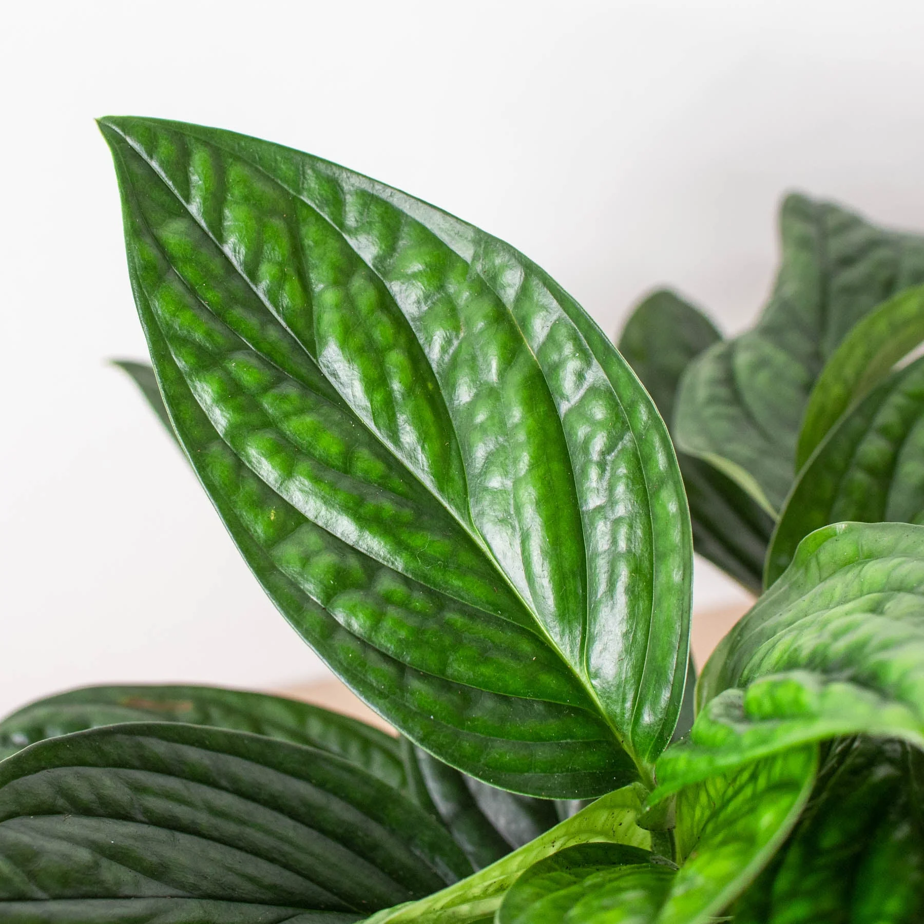 Monstera 'Peru' - Image 5
