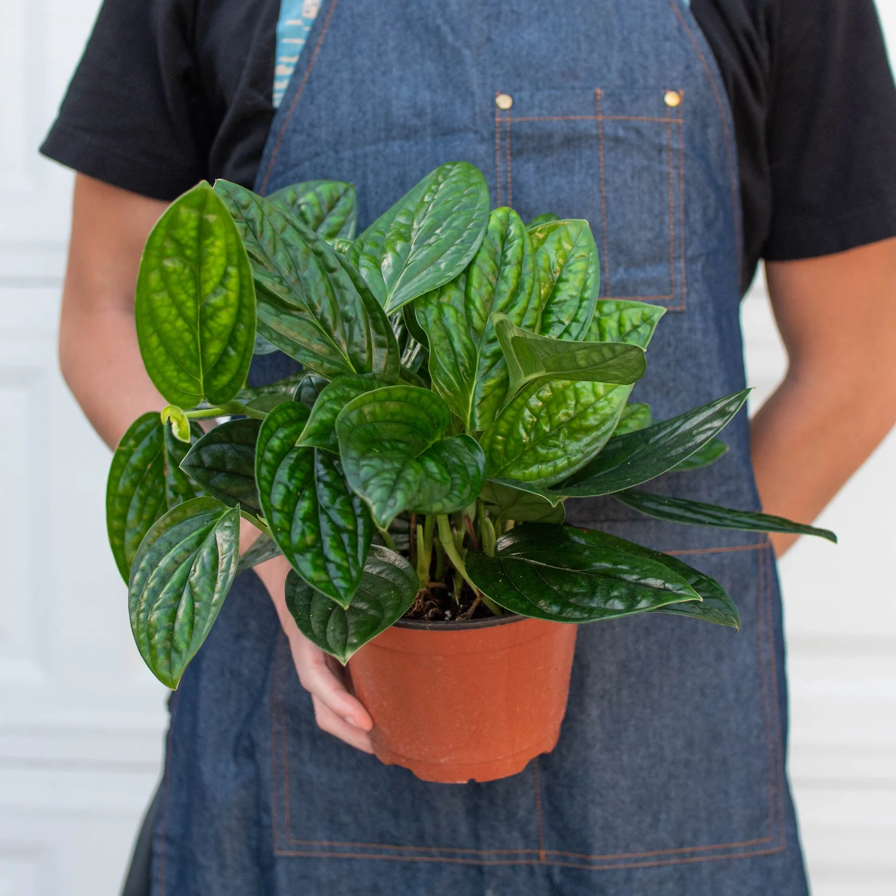 Monstera 'Peru' - Image 6