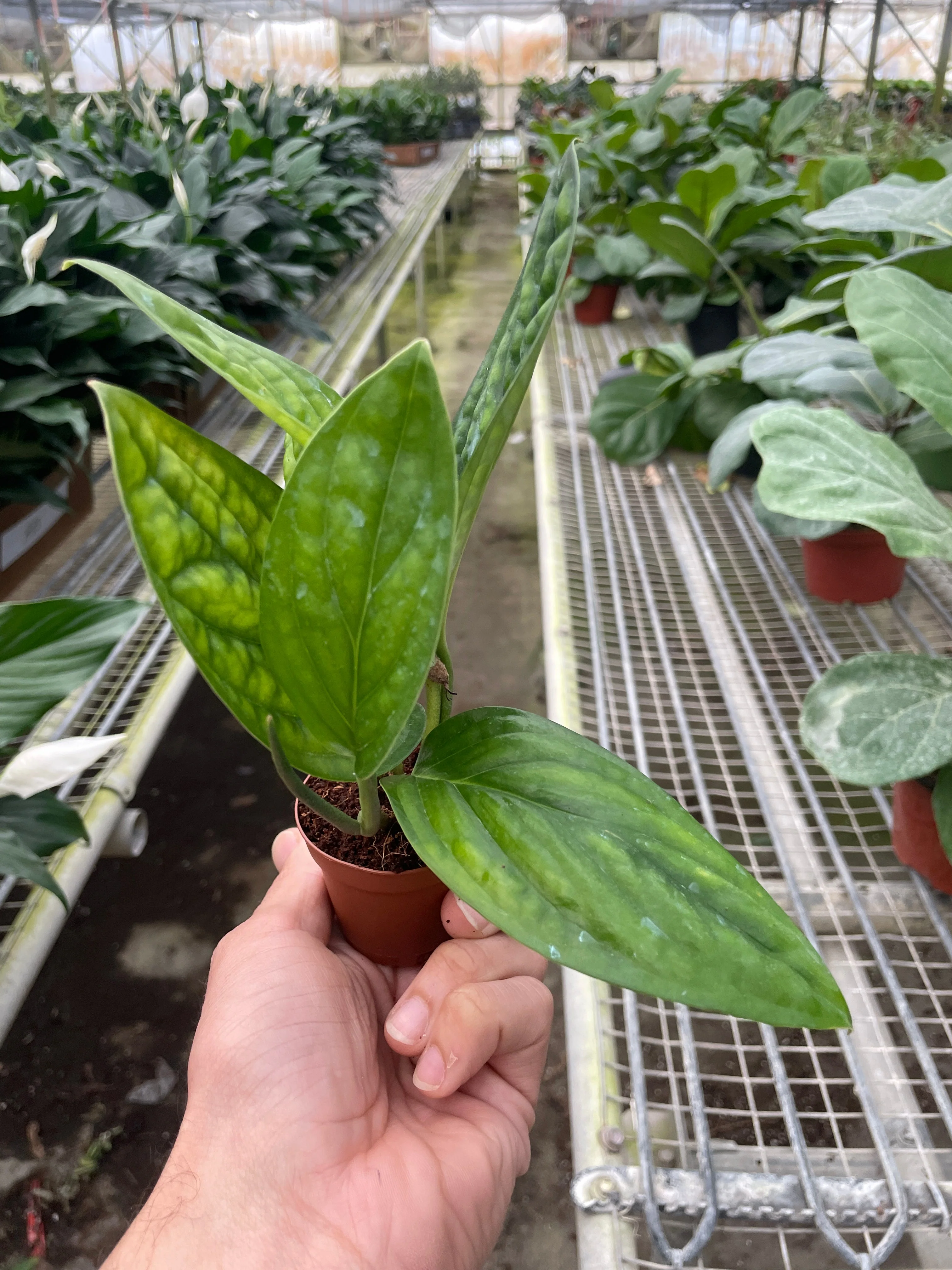 Monstera 'Peru' - Image 7
