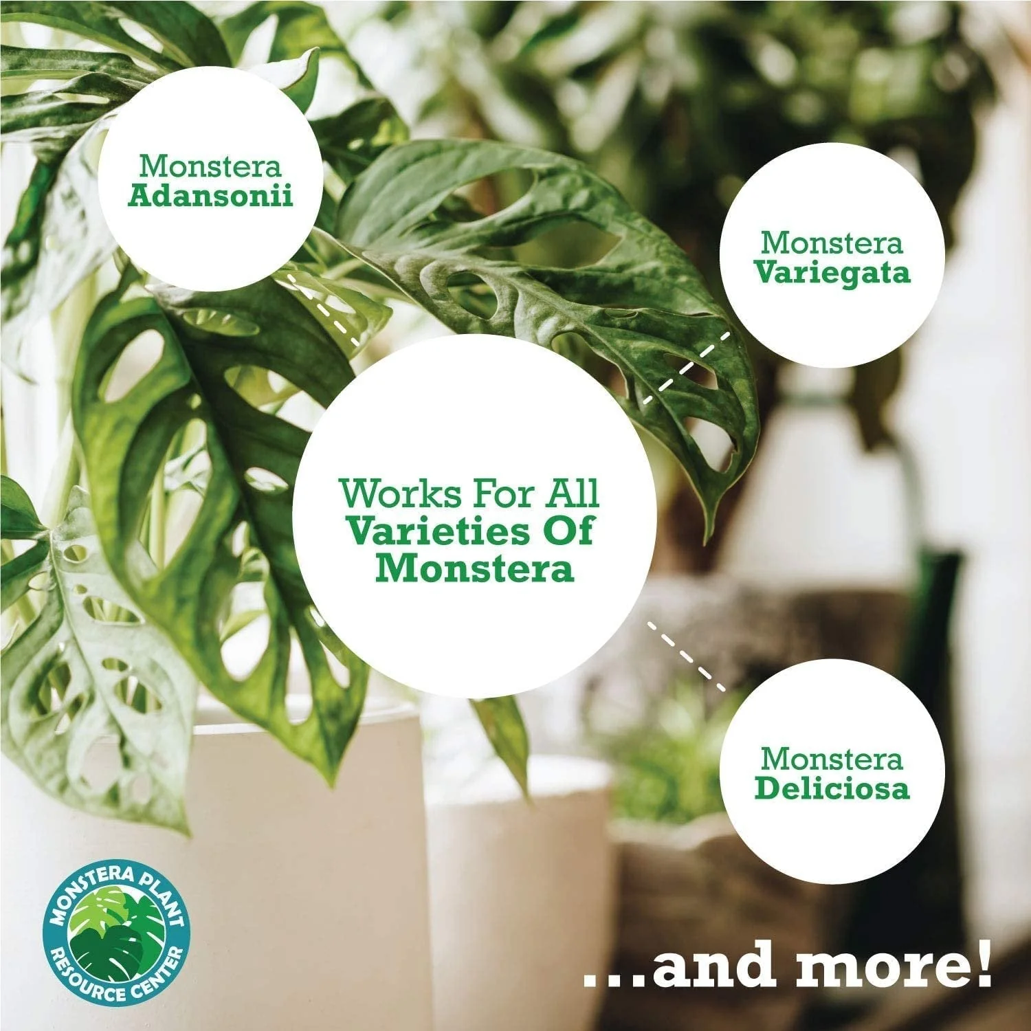 Monstera Plant Food by Houseplant Resource Center | Premium Liquid Fertilizer (5-2-3 NPK) - Ideal for Monstera, Pothos, and Snake Plants (8 Fluid Ounces) by Houseplant Resource Center - Image 6