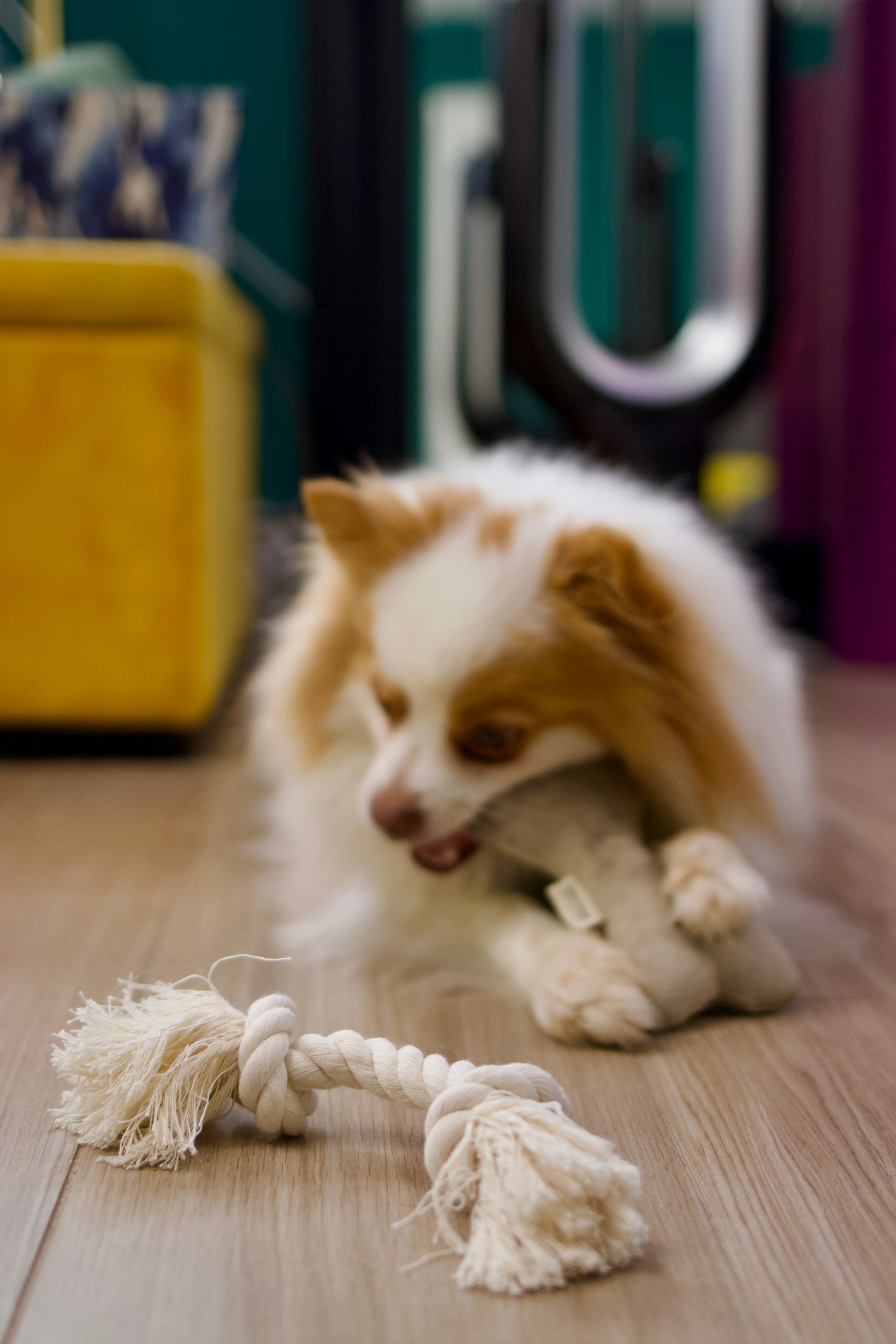 Natural Dog Toy Bundle in Cotton and Hemp (+ Free Poop Bag) - Image 6