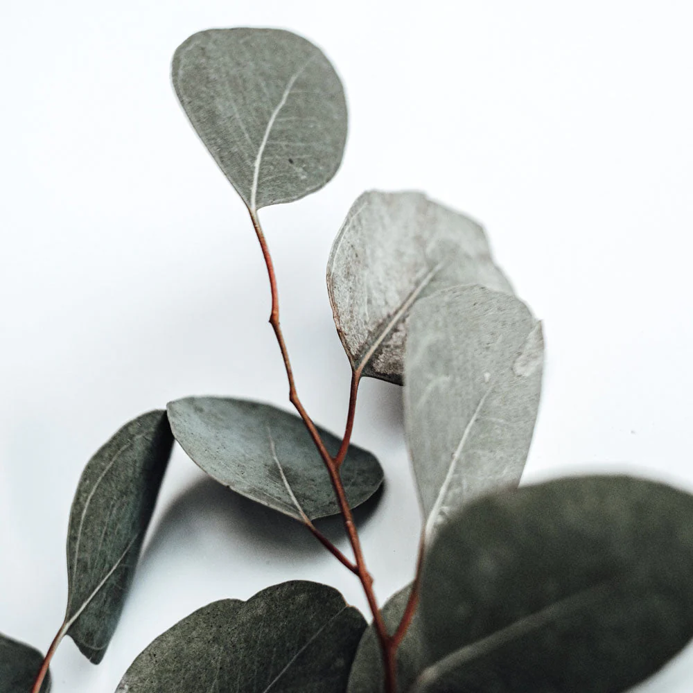 Natural Eucalyptus Reed Diffuser - Image 2