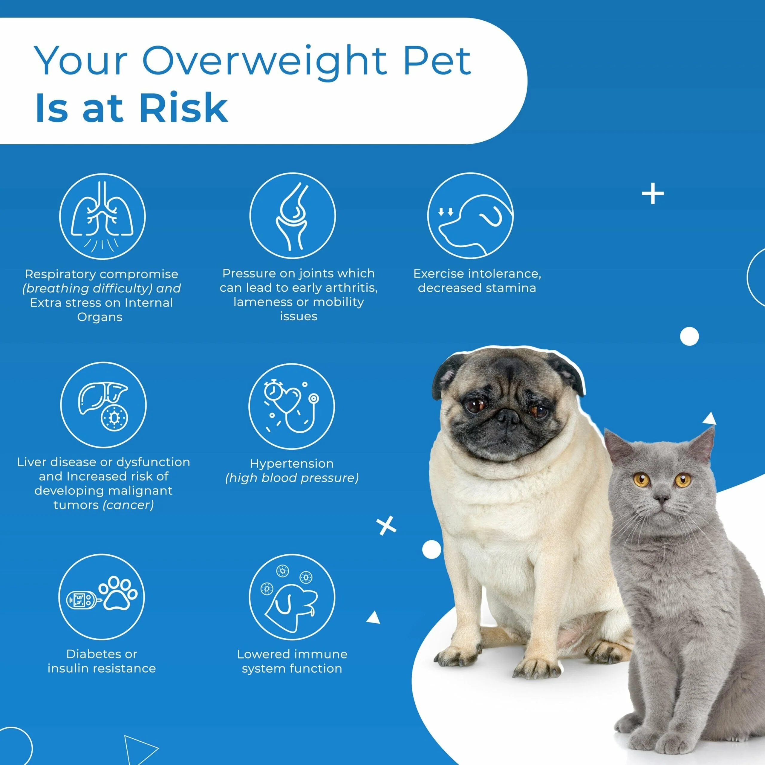 Natural Weight Loss & Thyroid Support Supplement for Dogs & Cats by BestLife4Pets - Image 4