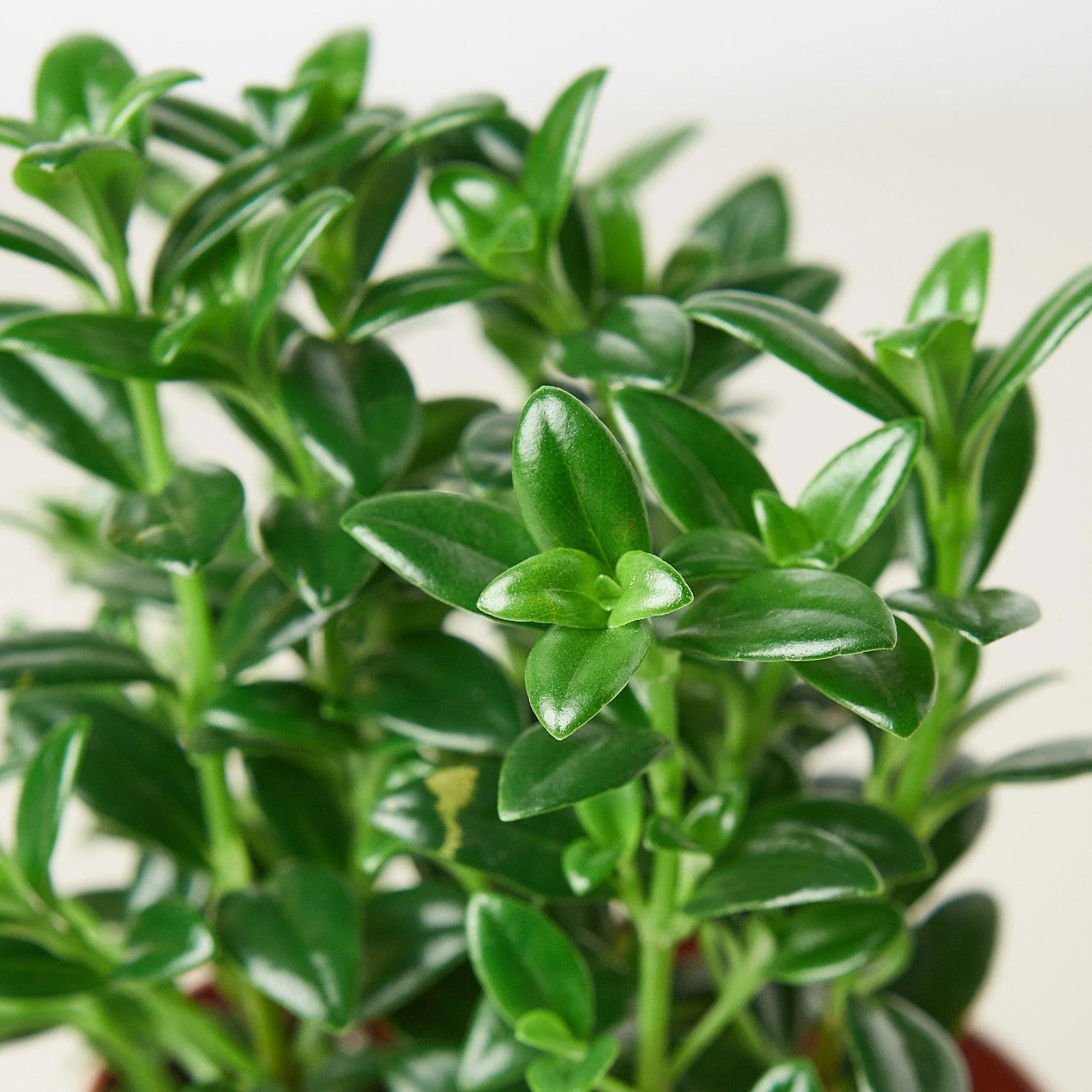 Nematanthus Candy Corn Plant 'Brazilian Firecracker' - Image 2
