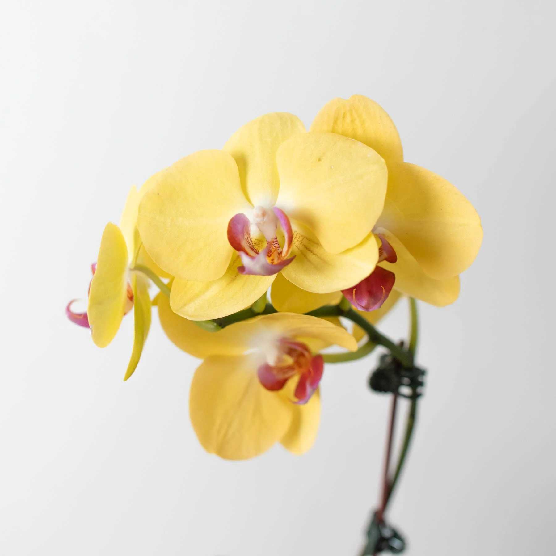 Orchid 'Yellow Phalaenopsis' - Image 2
