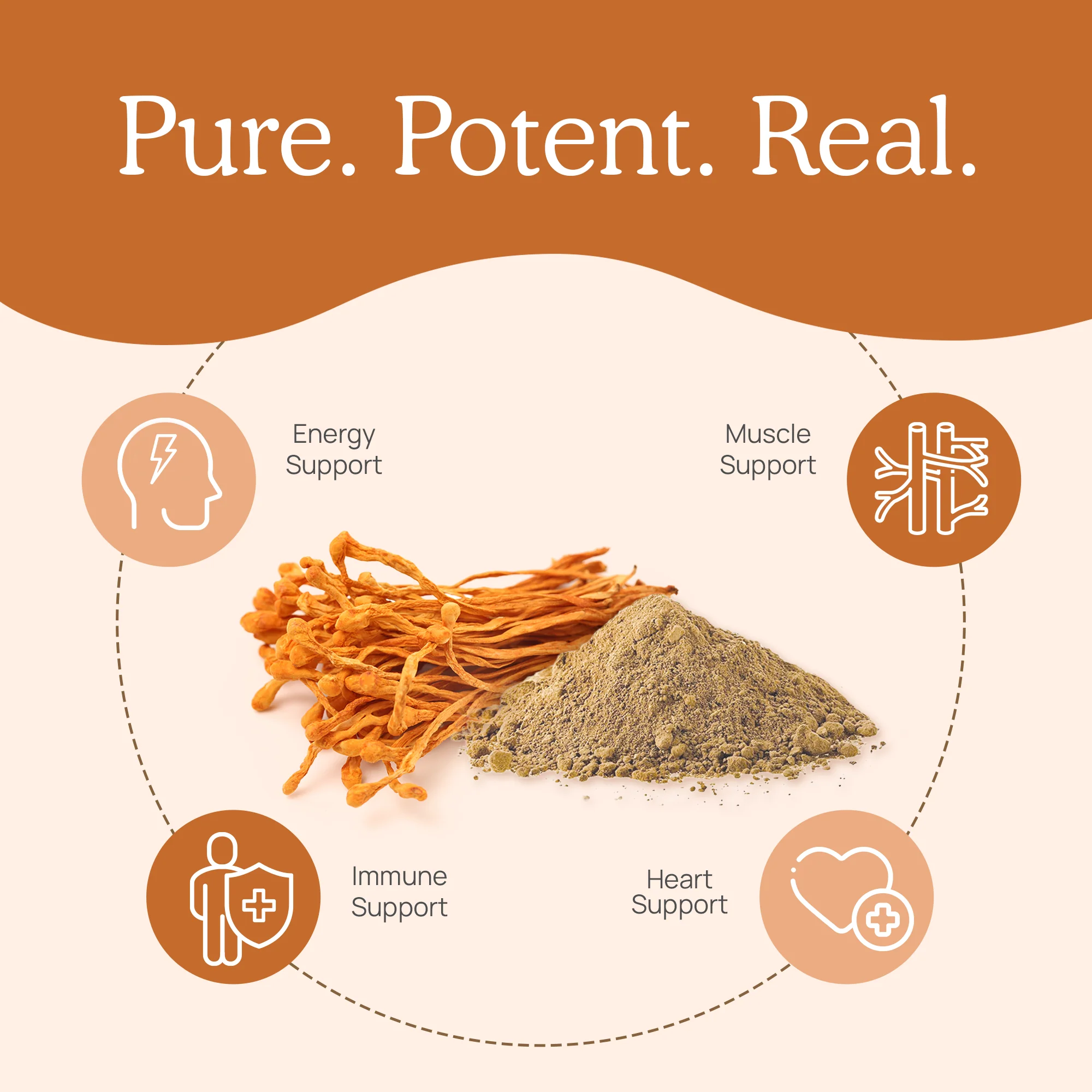 Organic Cordyceps Mushroom Extract Powder – Bulk Supplement by Real Mushrooms - Image 4