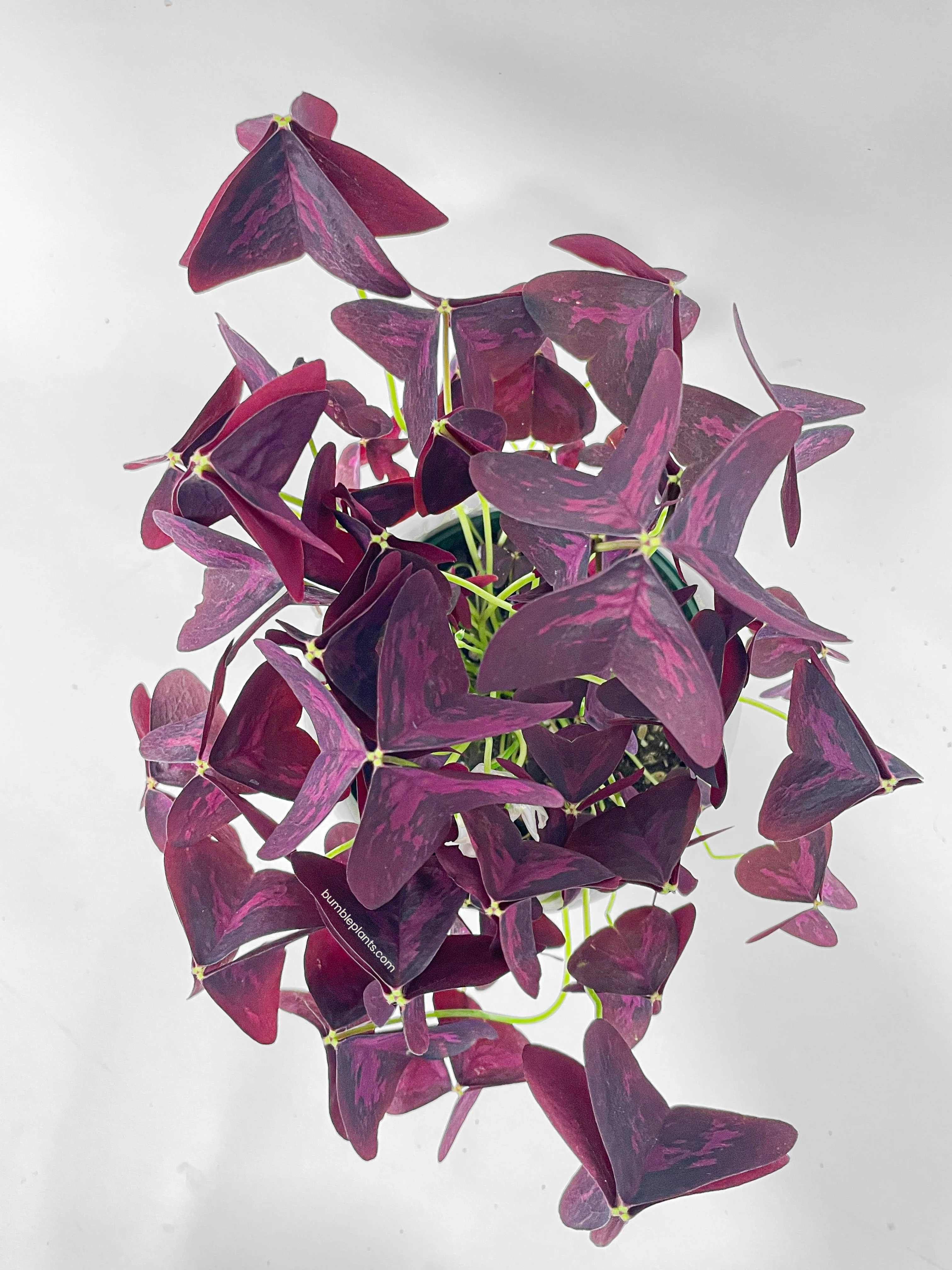 Oxalis Triangularis Purple False Shamrock by Bumble Plants - Image 6