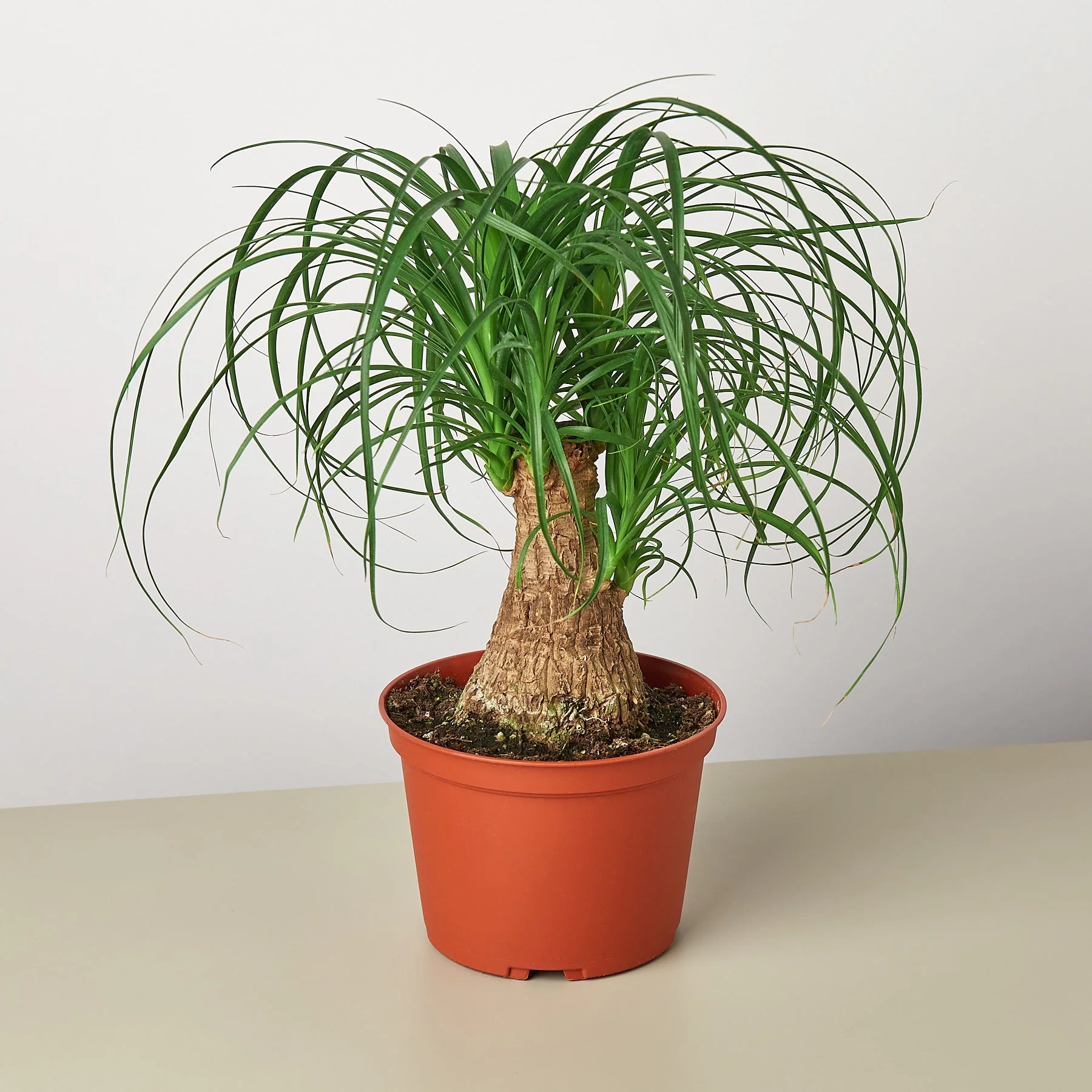 Palm Ponytail - Image 6