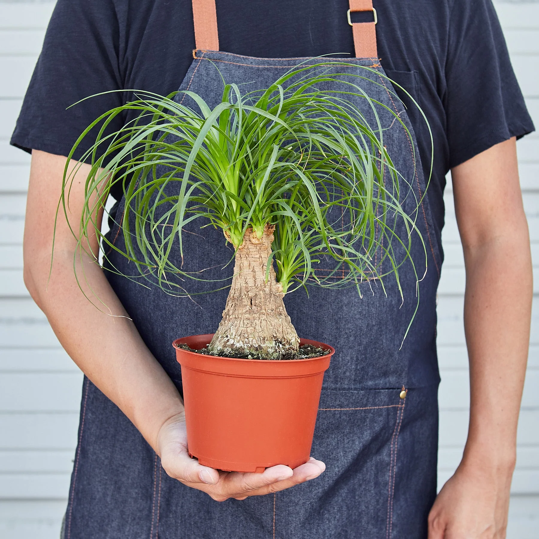 Palm Ponytail - Image 8