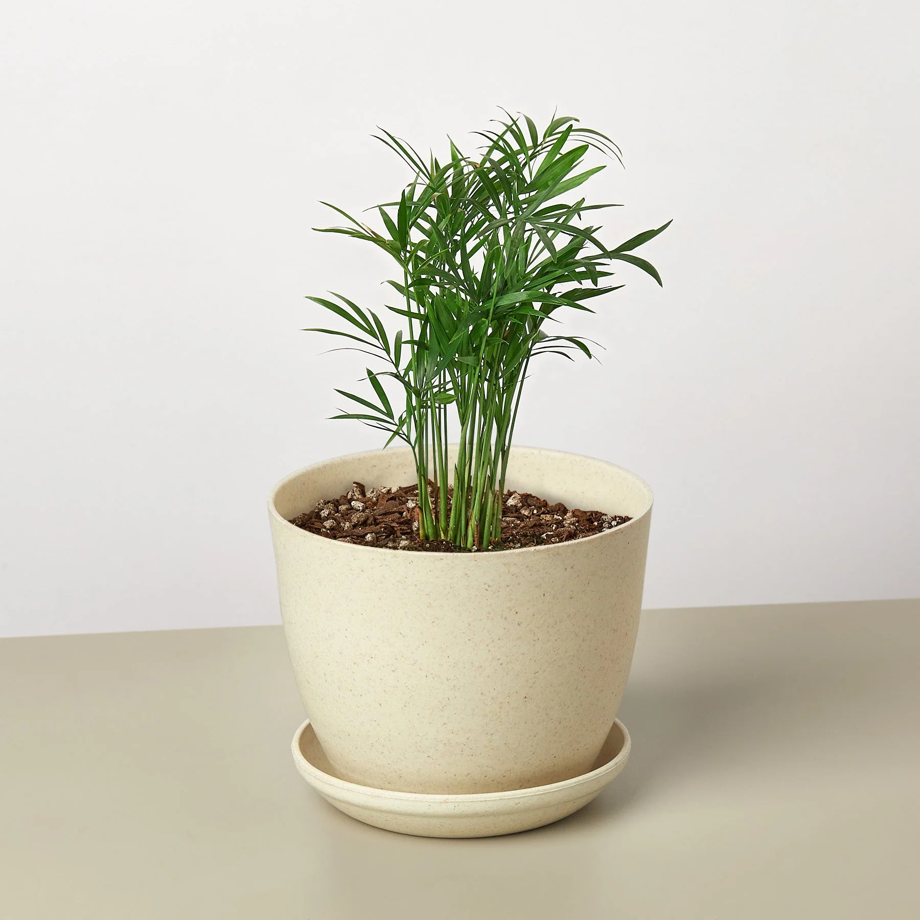 Parlor Palm - Image 10