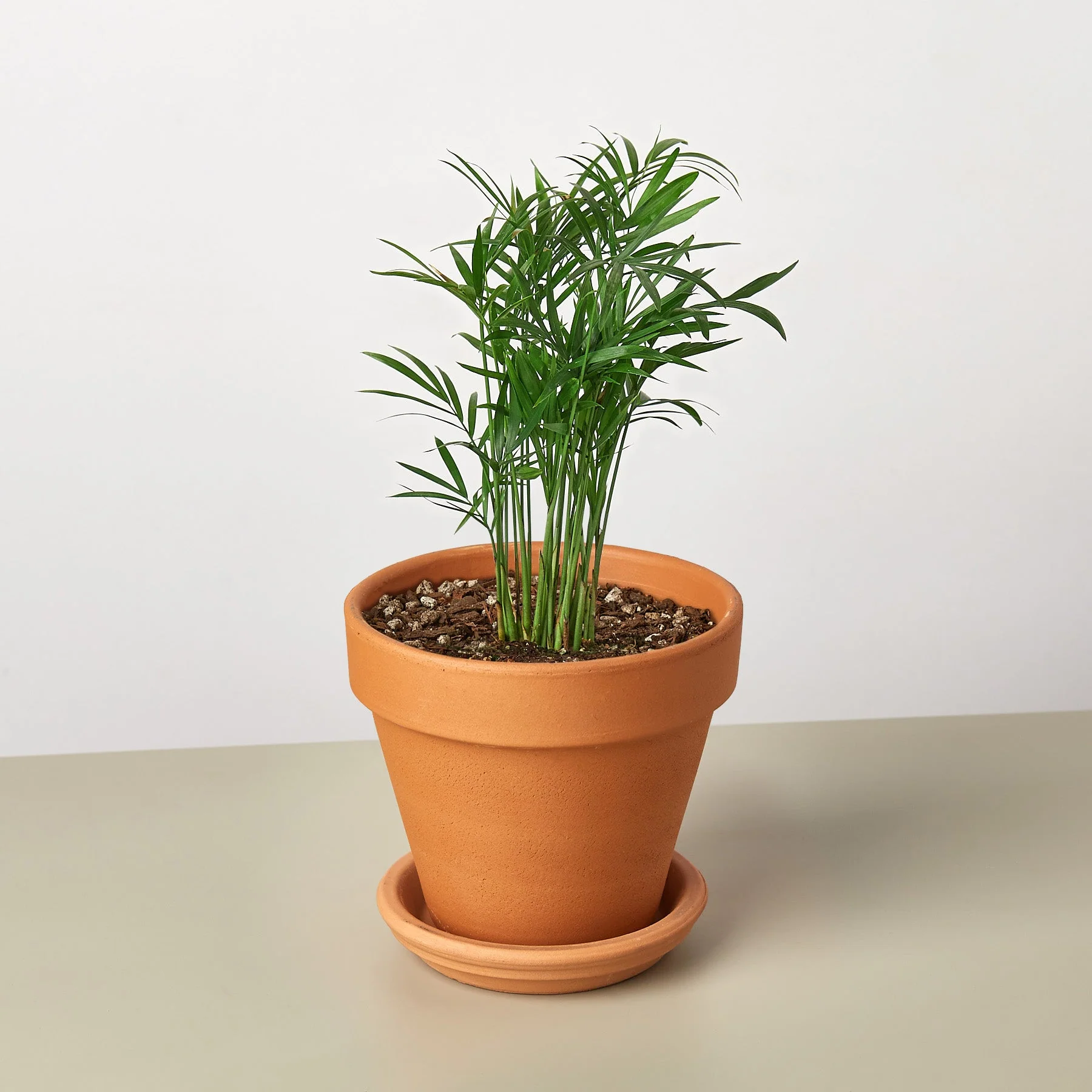 Parlor Palm - Image 11