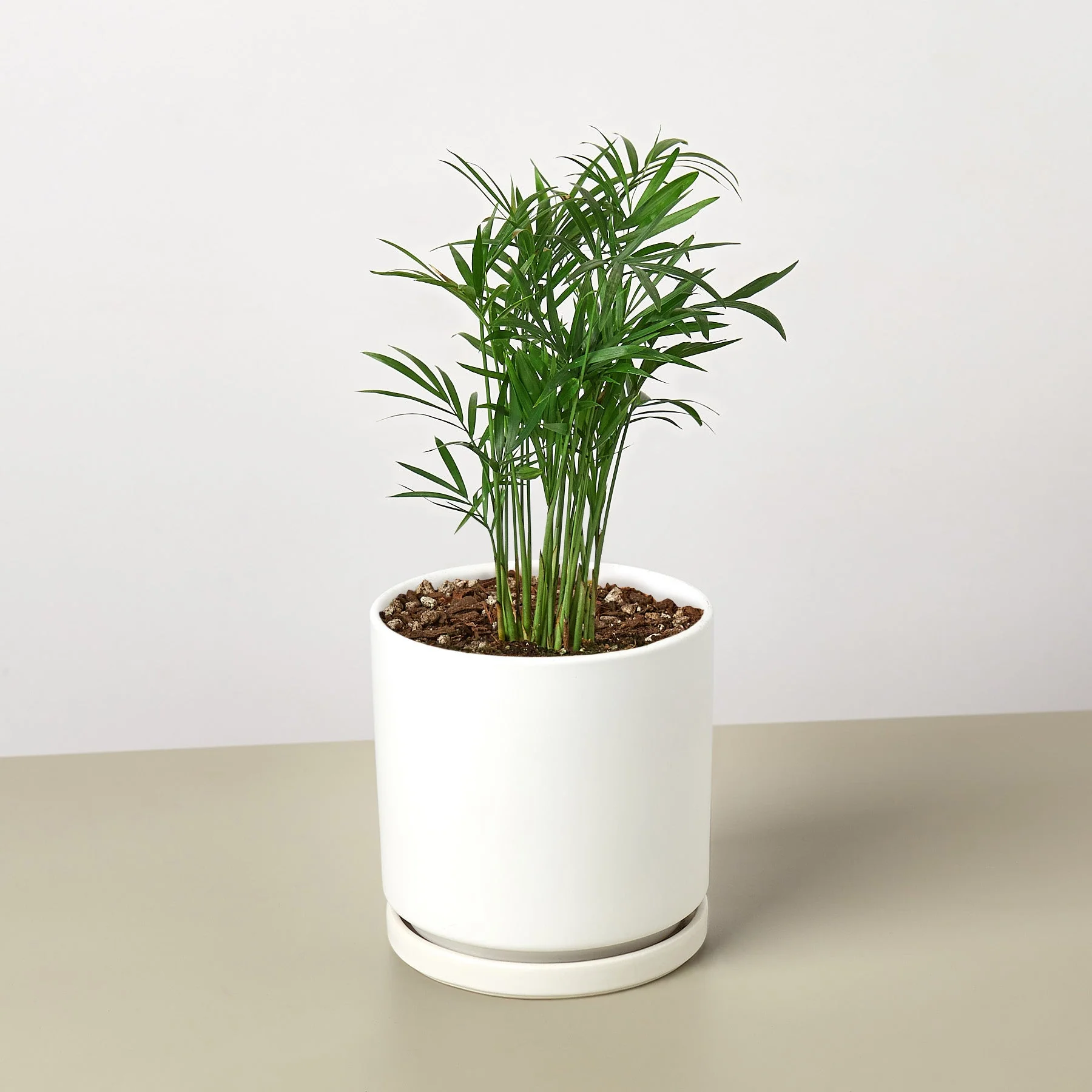 Parlor Palm - Image 12
