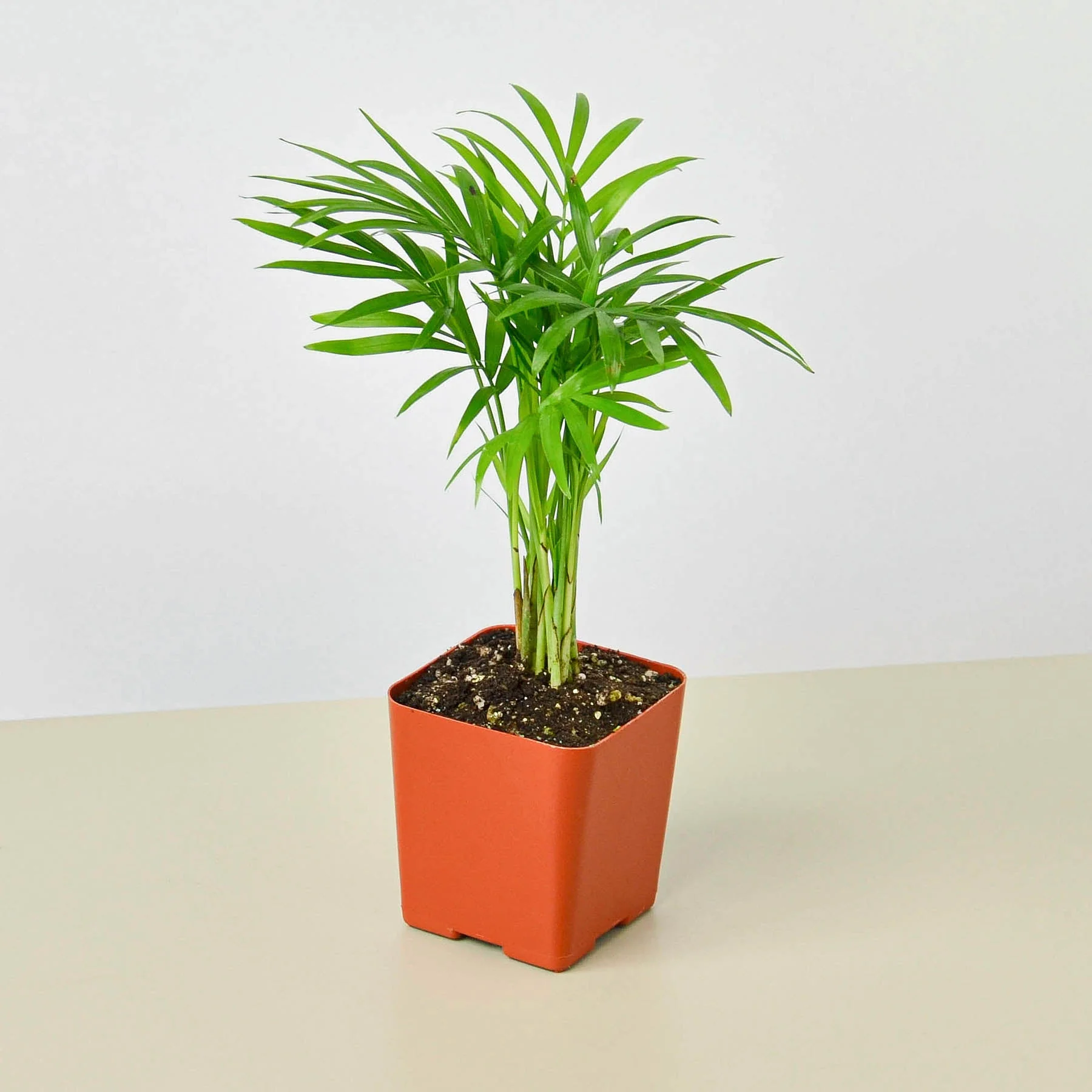 Parlor Palm - Image 13
