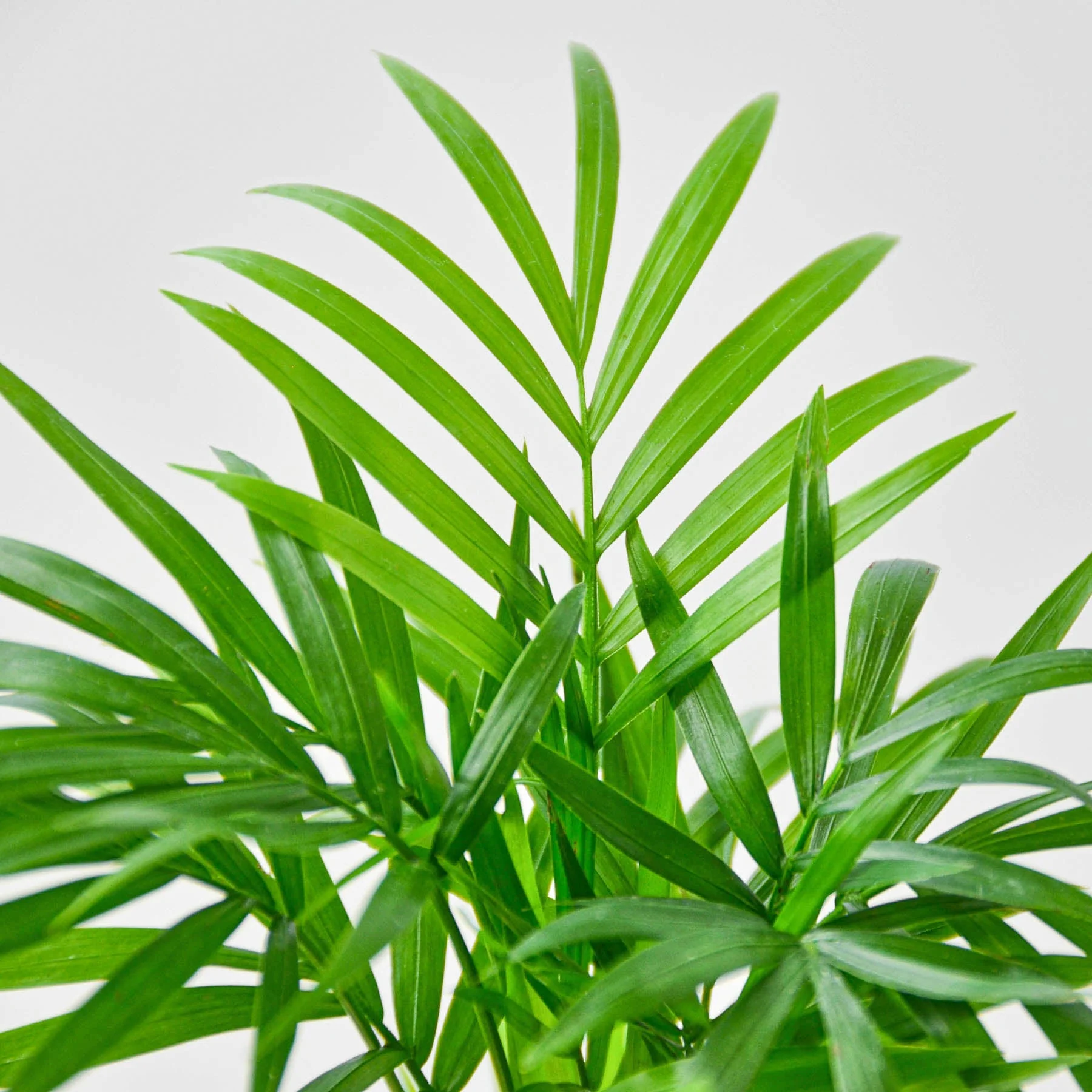 Parlor Palm - Image 14