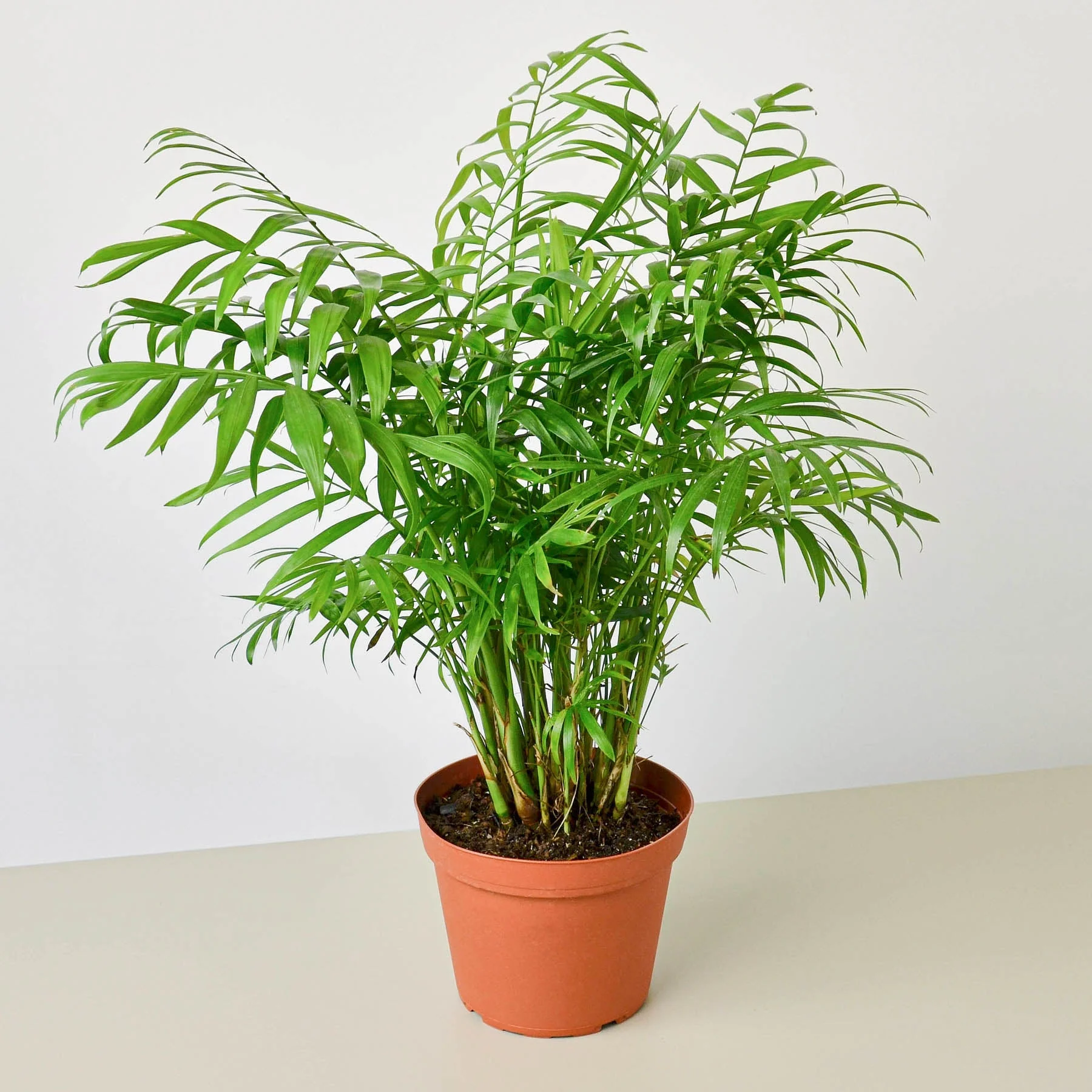 Parlor Palm - Image 18