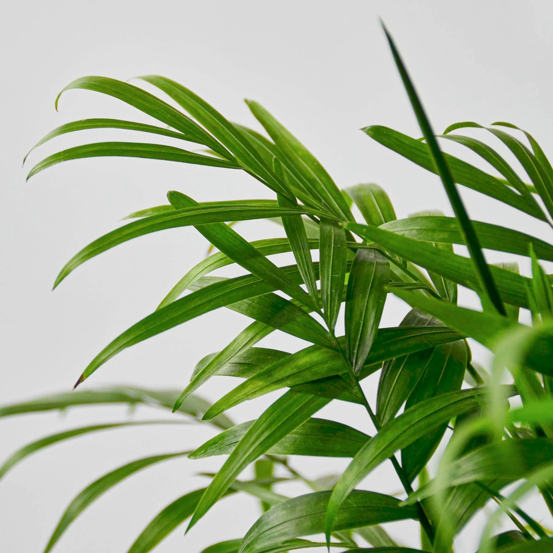 Parlor Palm - Image 2