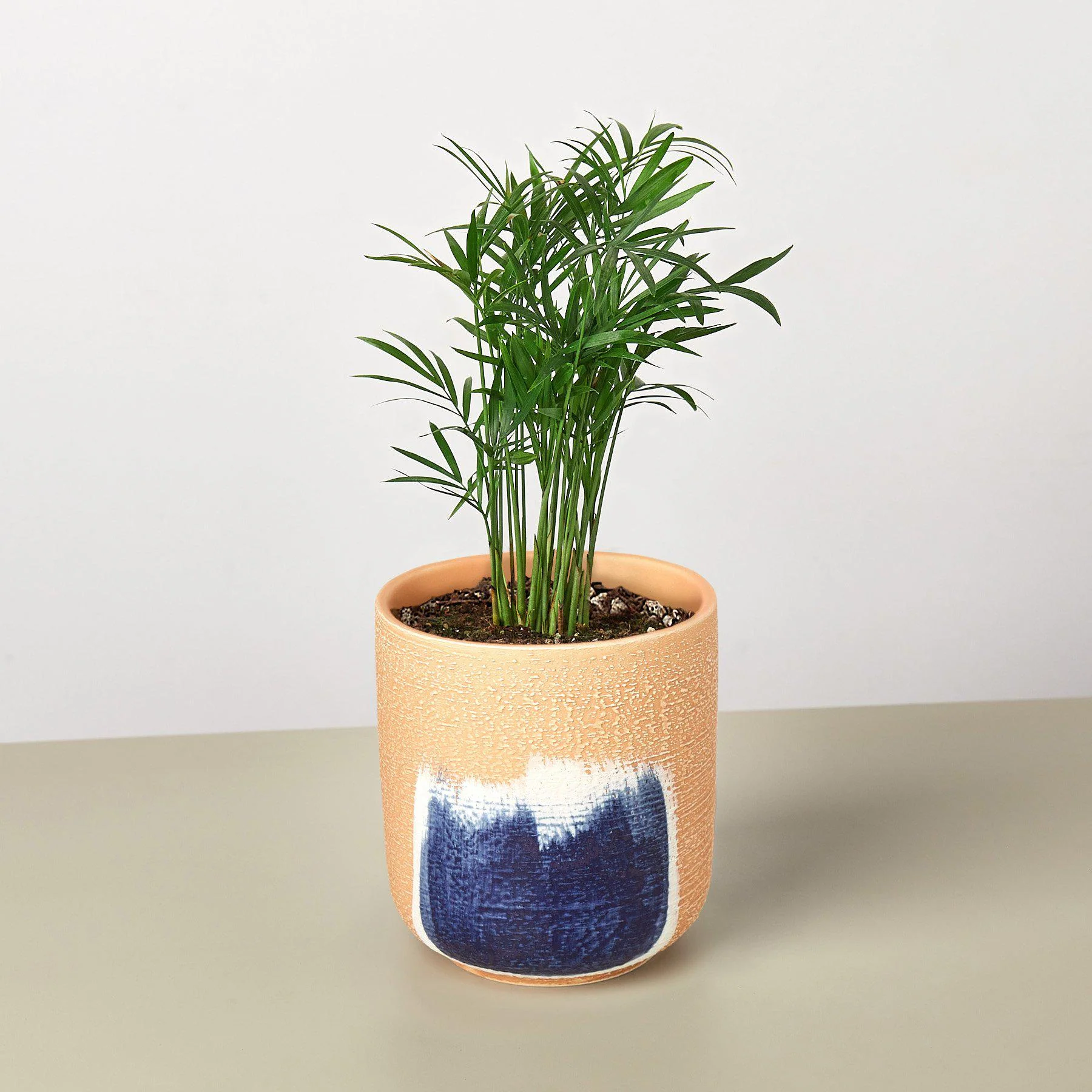 Parlor Palm - Image 3