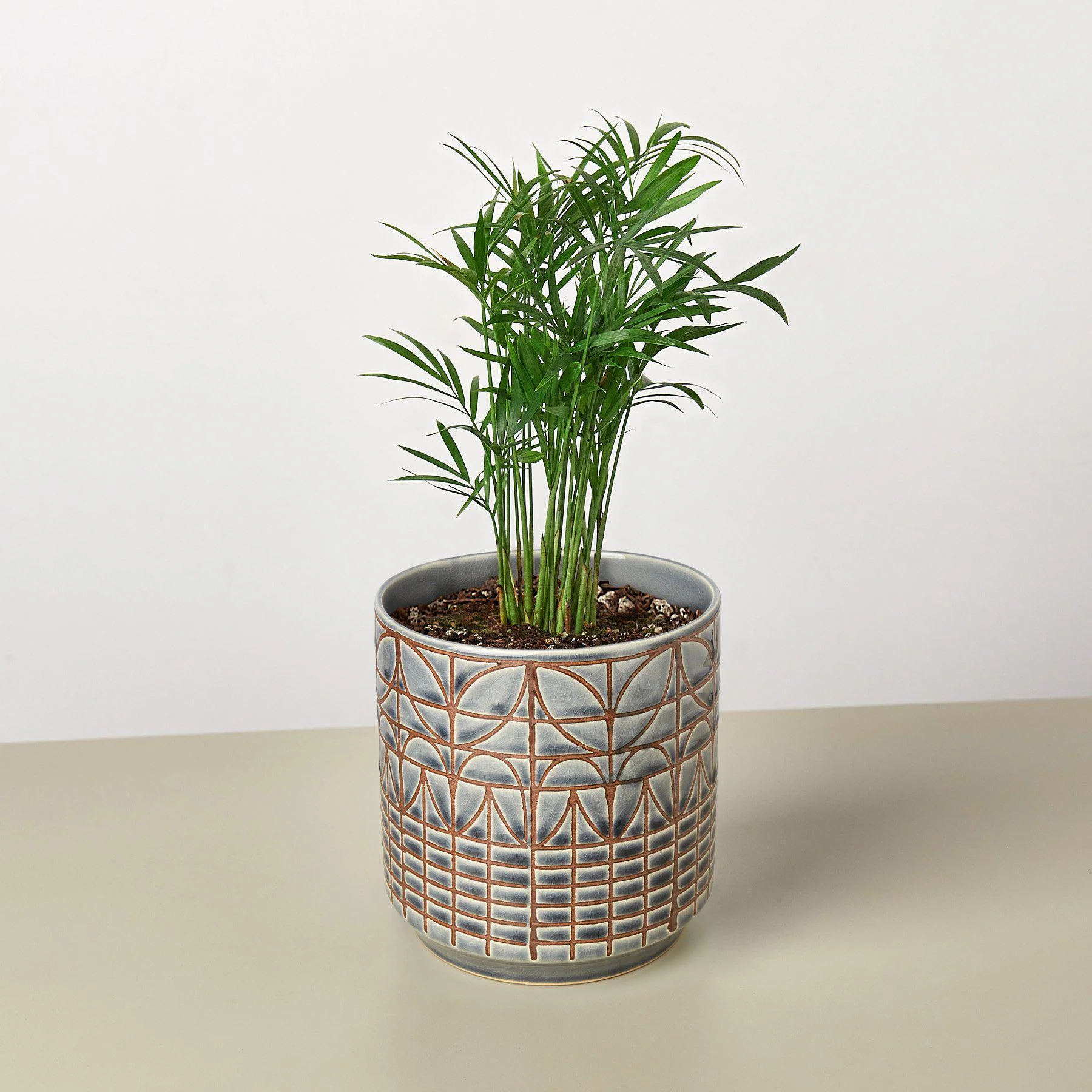 Parlor Palm - Image 4