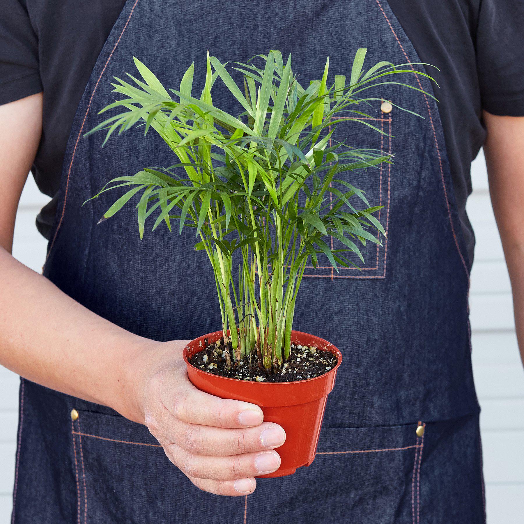 Parlor Palm - Image 6