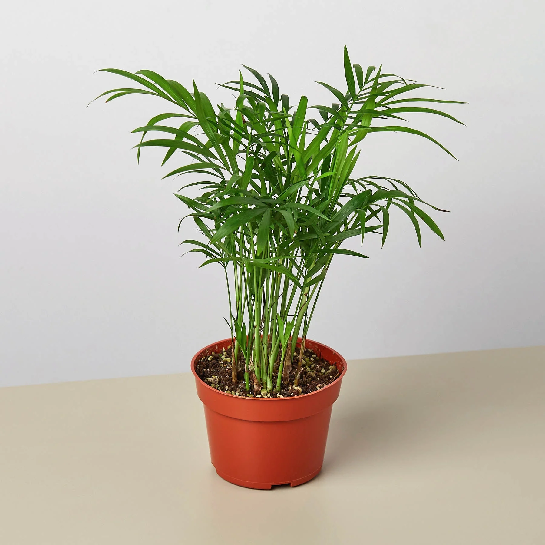 Parlor Palm - Image 7