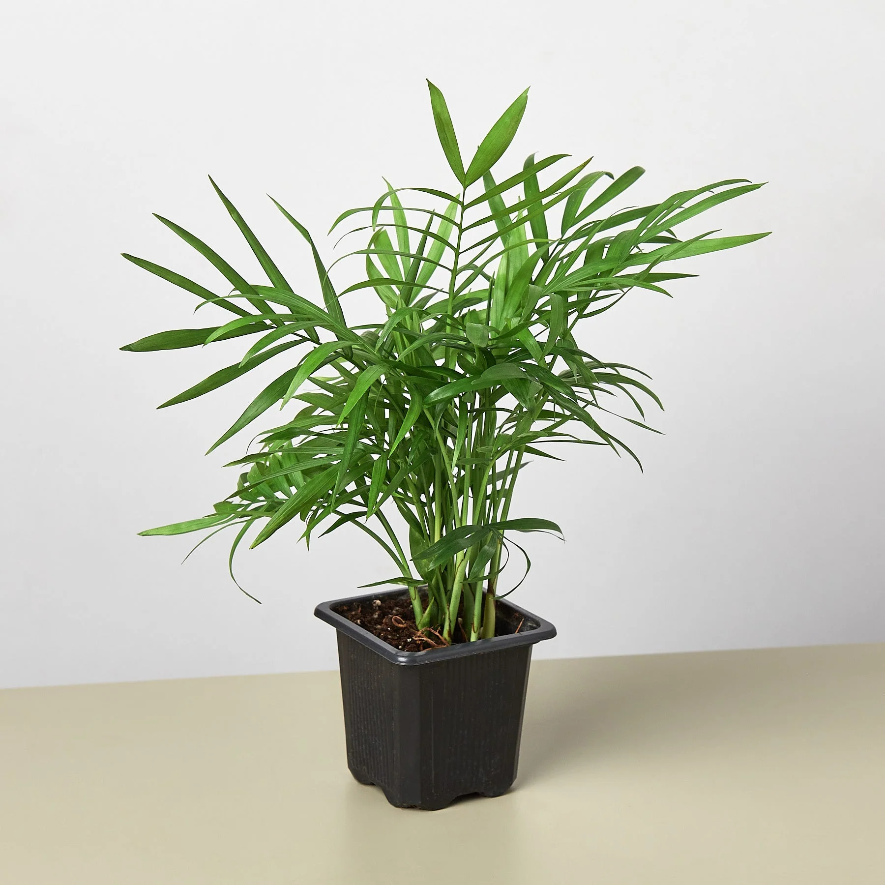 Parlor Palm - Image 8