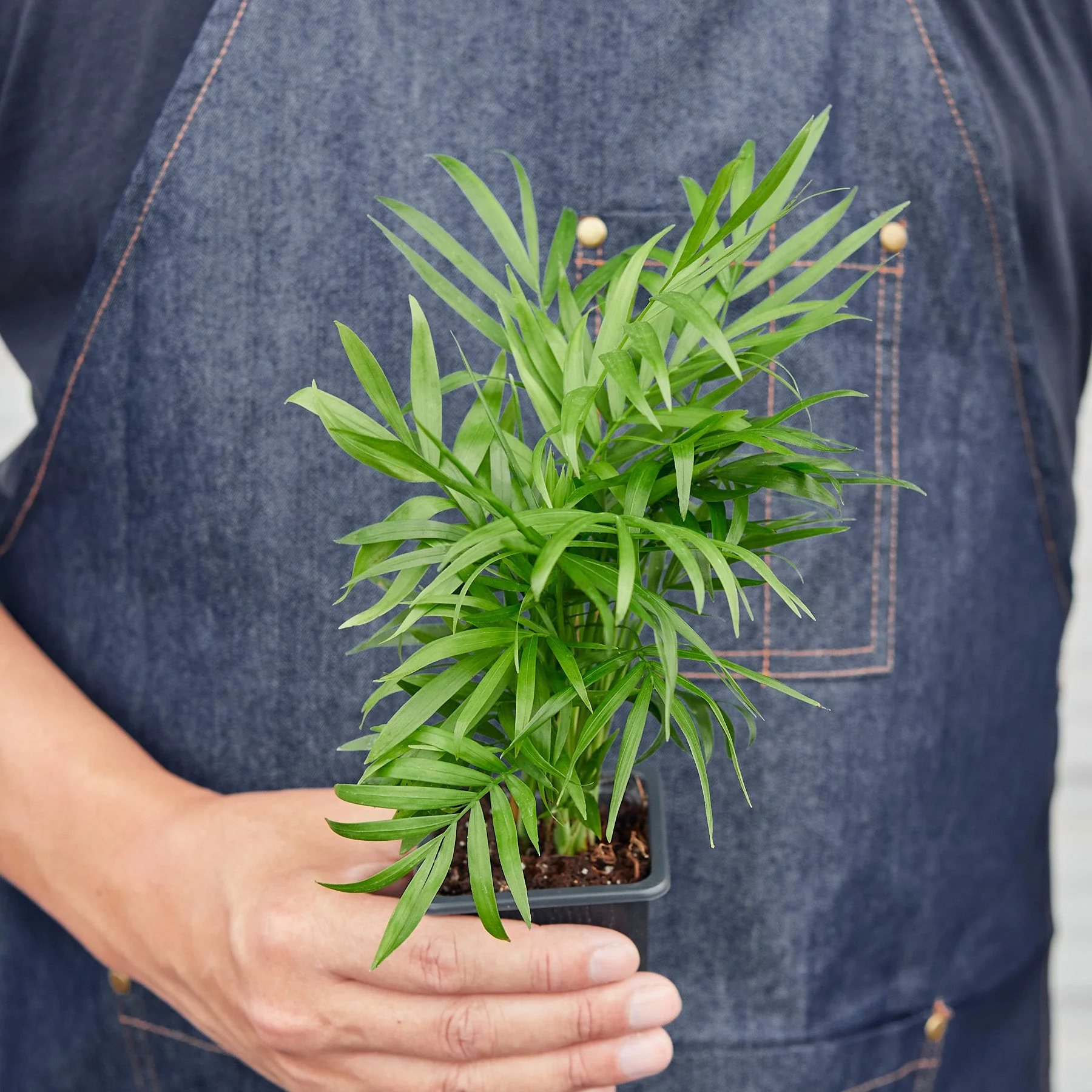 Parlor Palm - Image 9