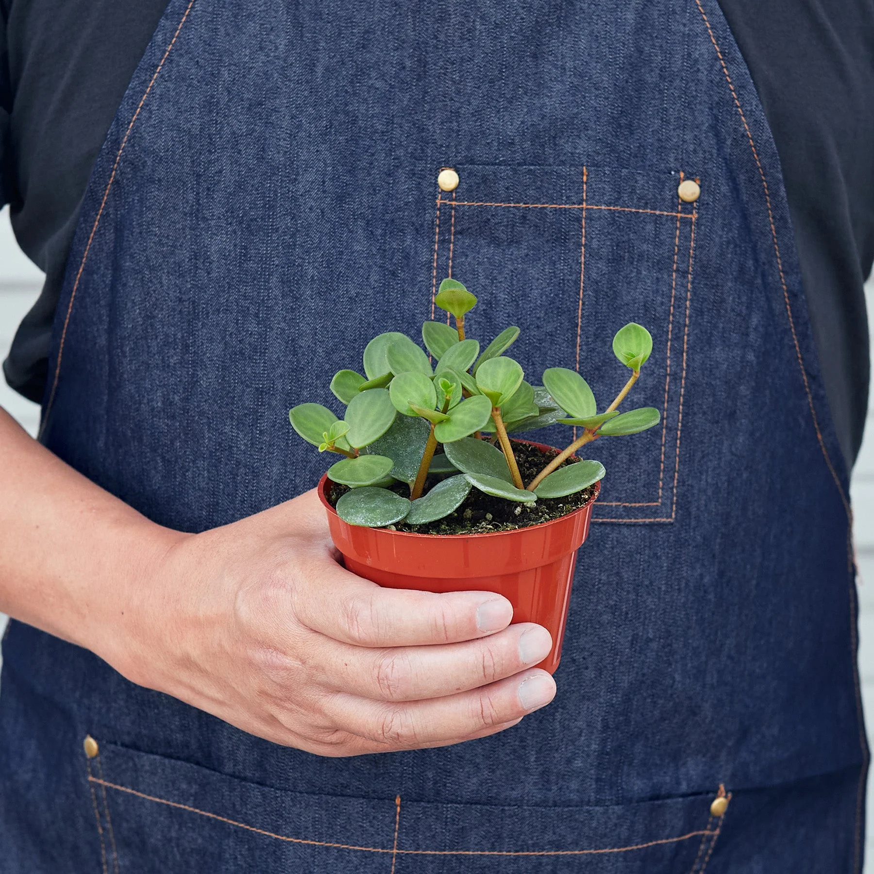 Peperomia 'Hope' - Image 2
