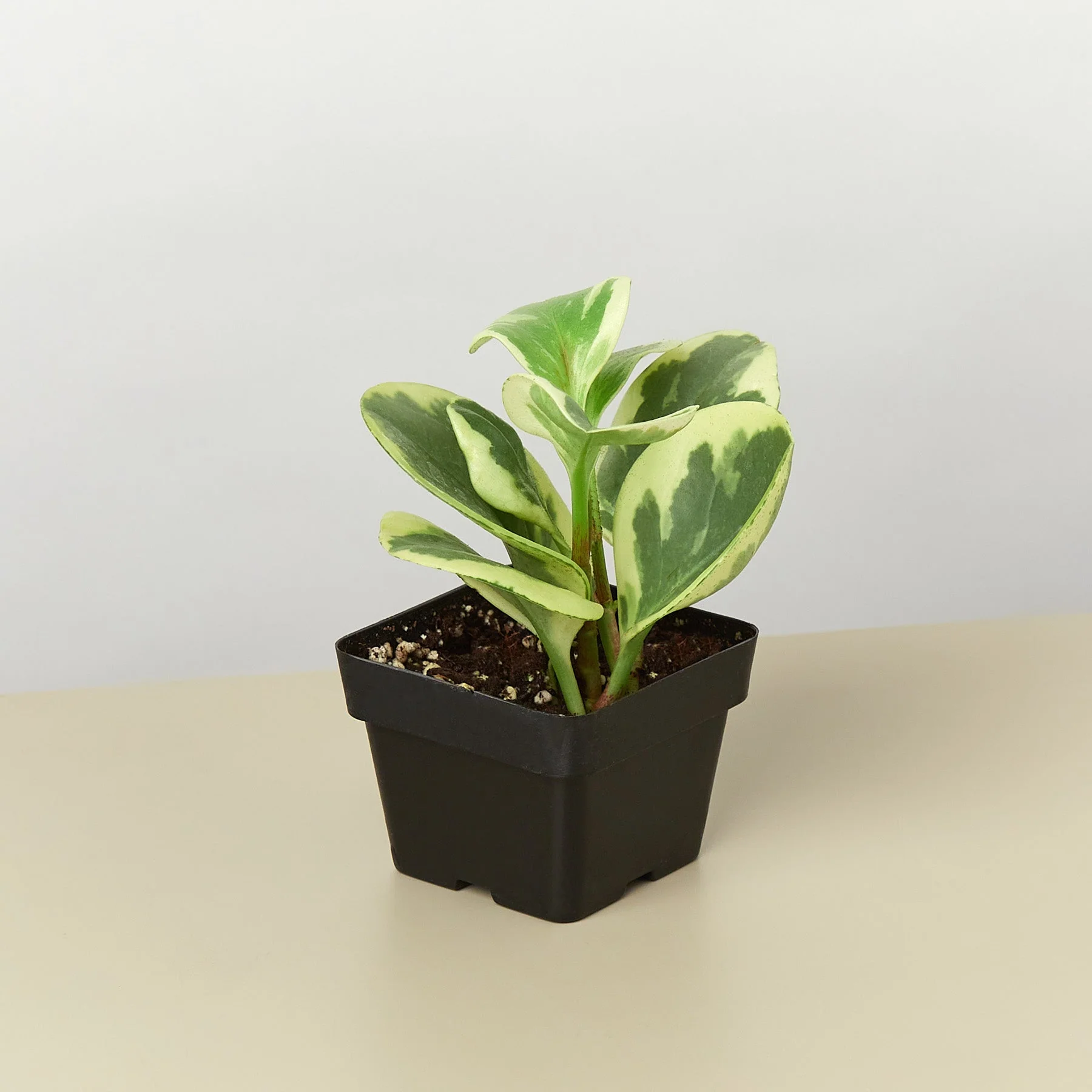 Peperomia 'Marble' - Image 5