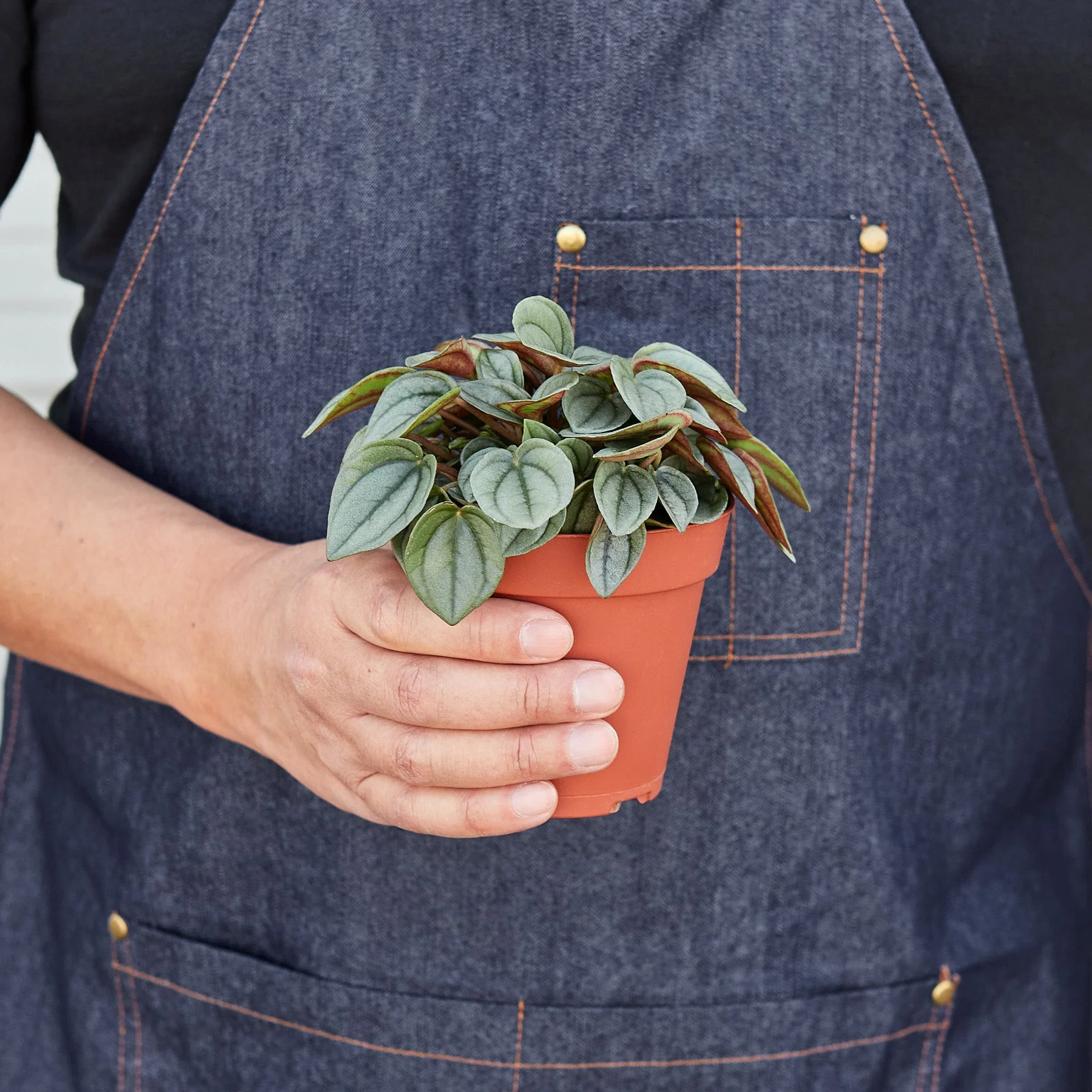 Peperomia 'Napoli Nights' - 4" Pot - Image 3