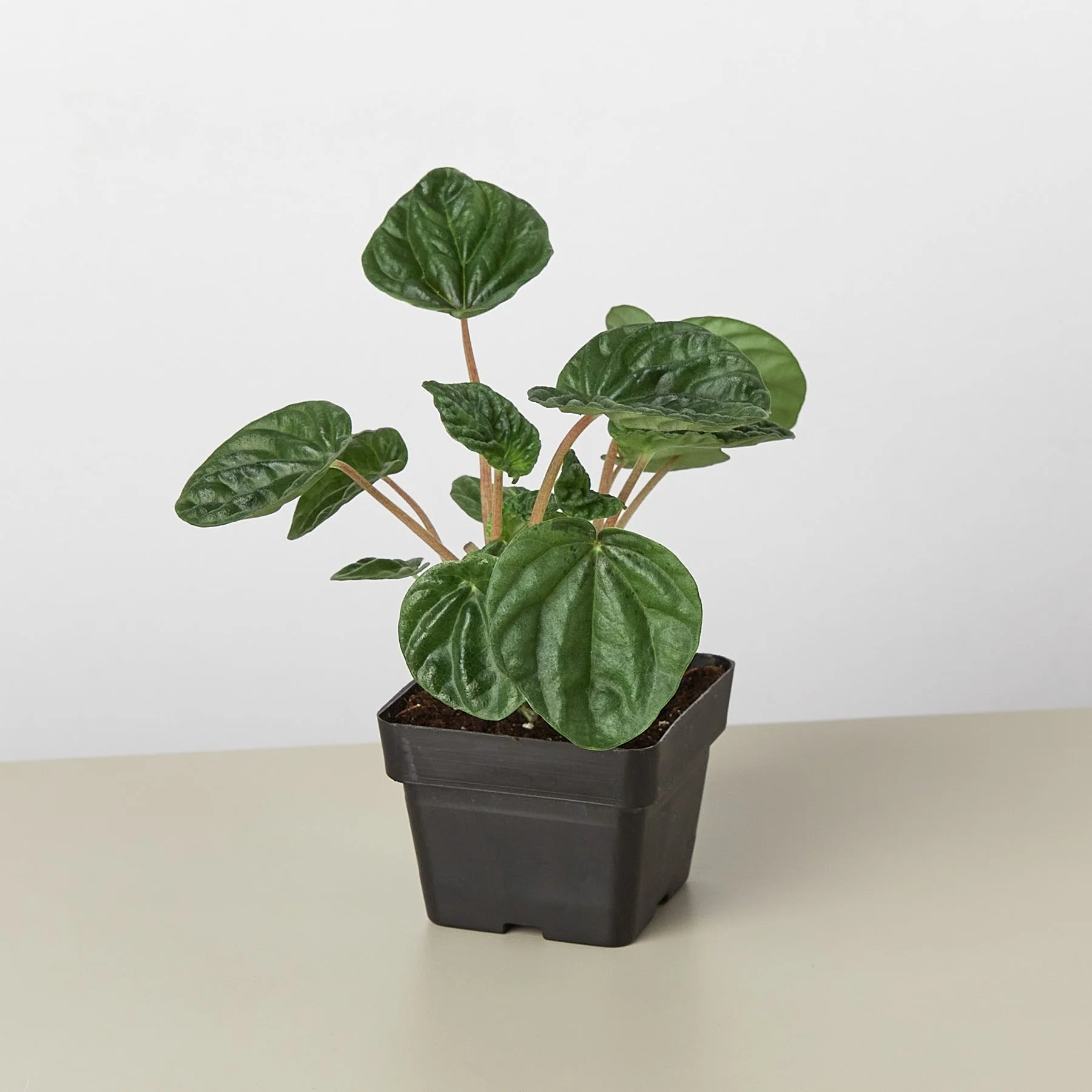 Peperomia 'Ripple' - Image 3